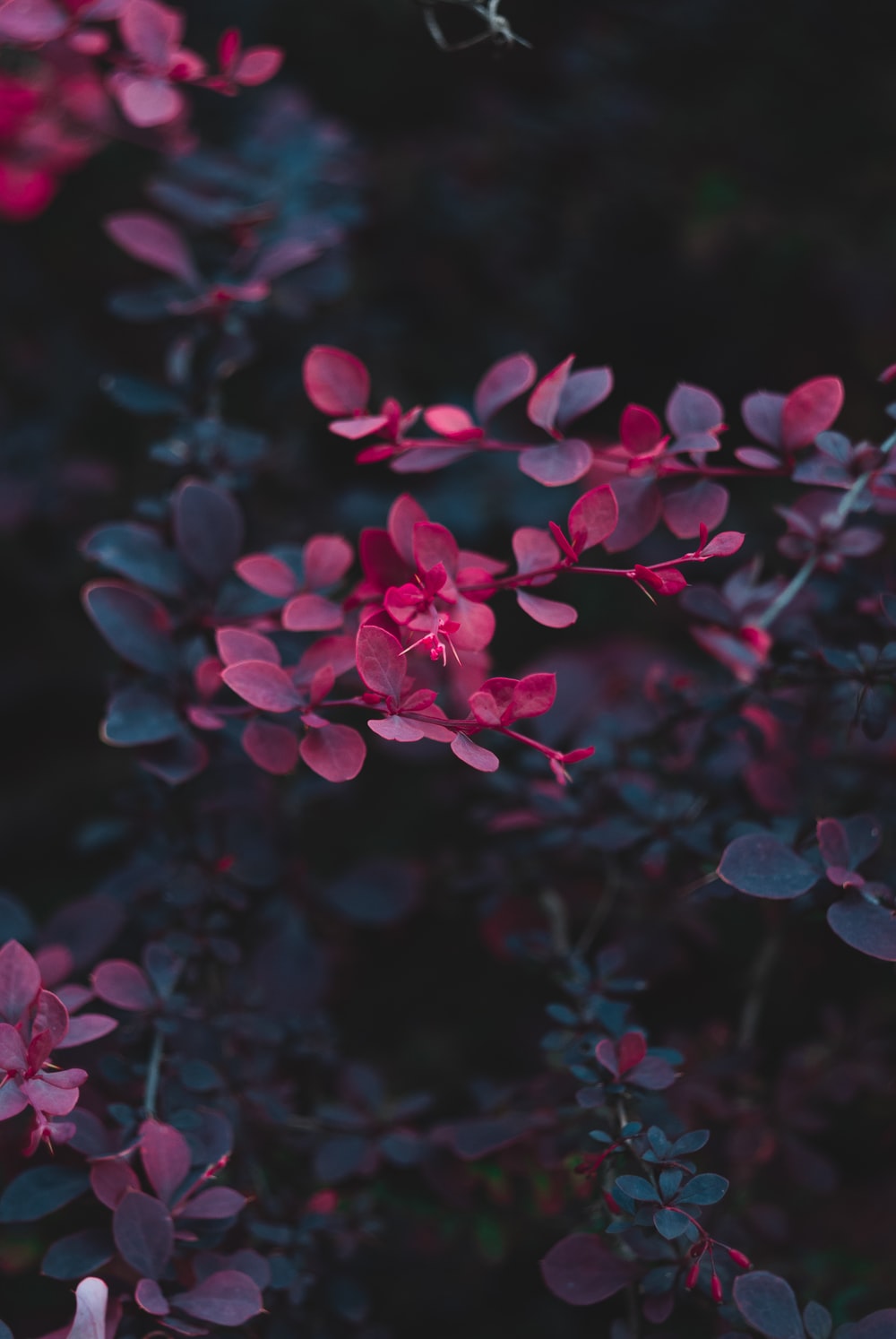 Dark Hd Flowers Wallpapers