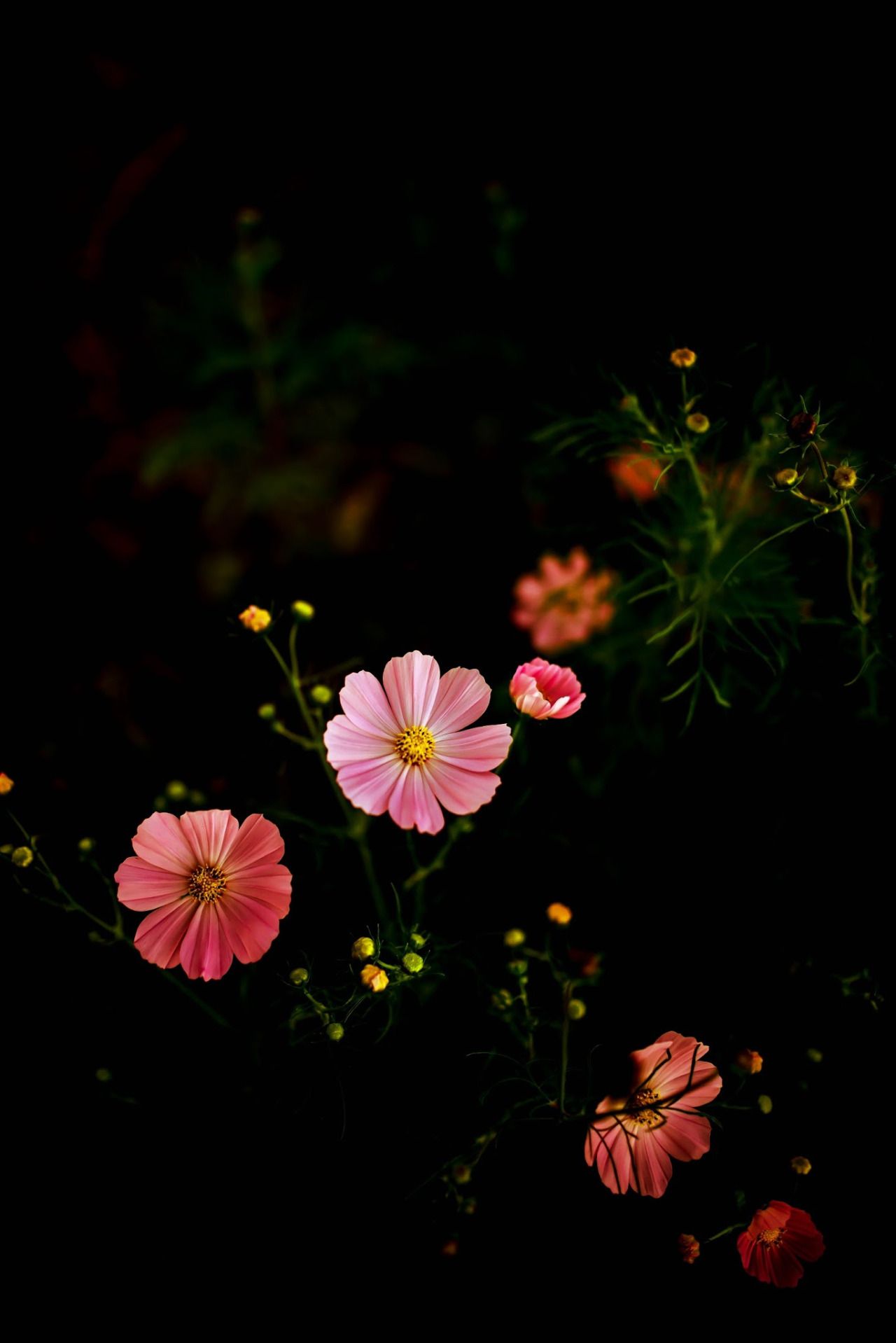 Dark Hd Flowers Wallpapers