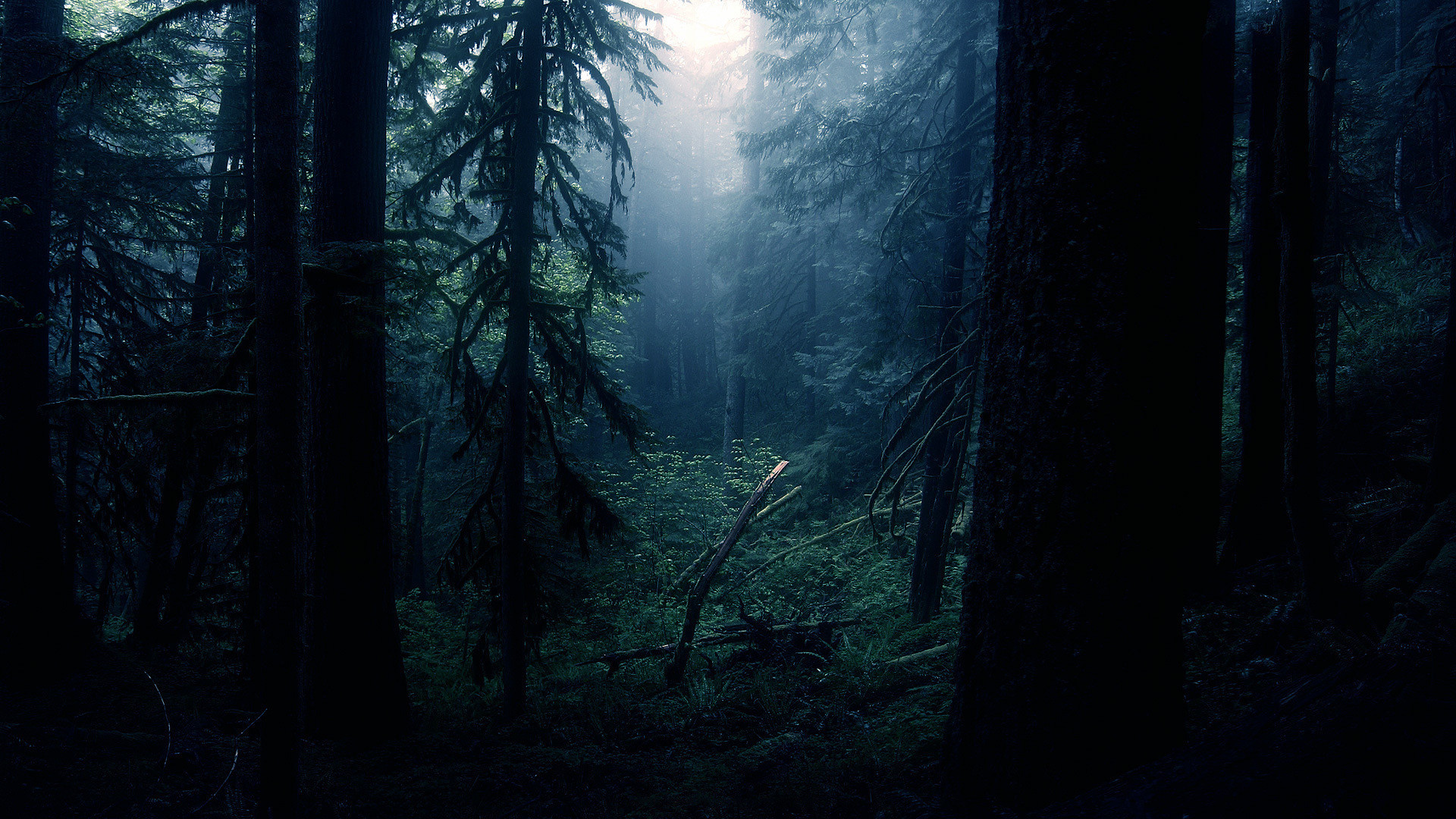 Dark Hd Minimal Forest Wallpapers