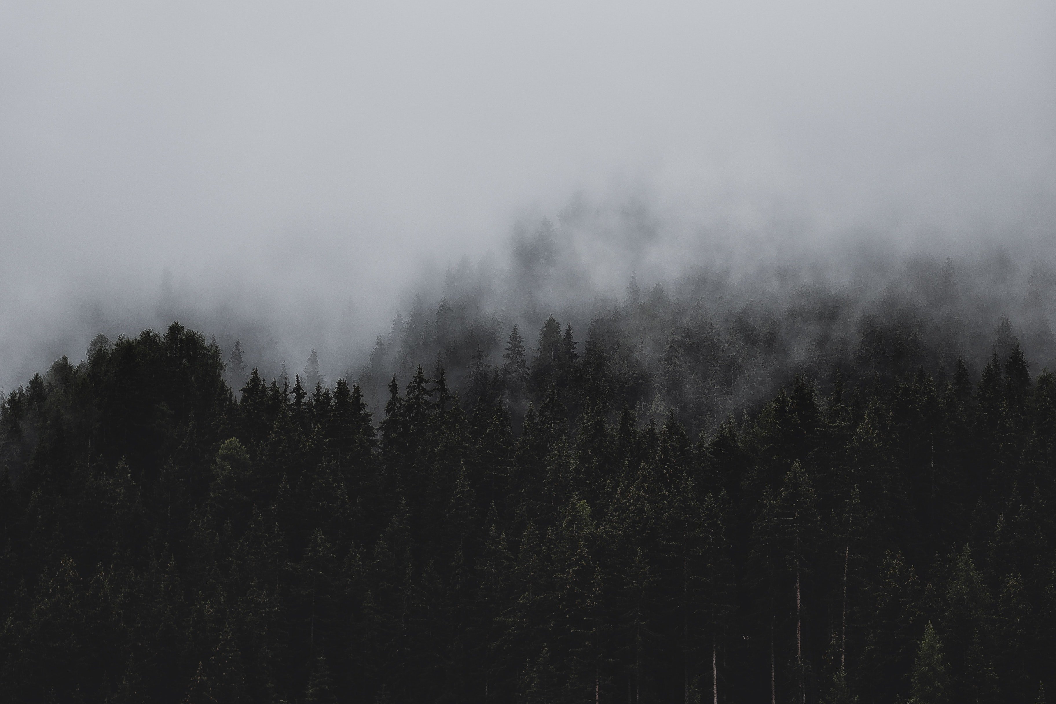 Dark Hd Minimal Forest Wallpapers