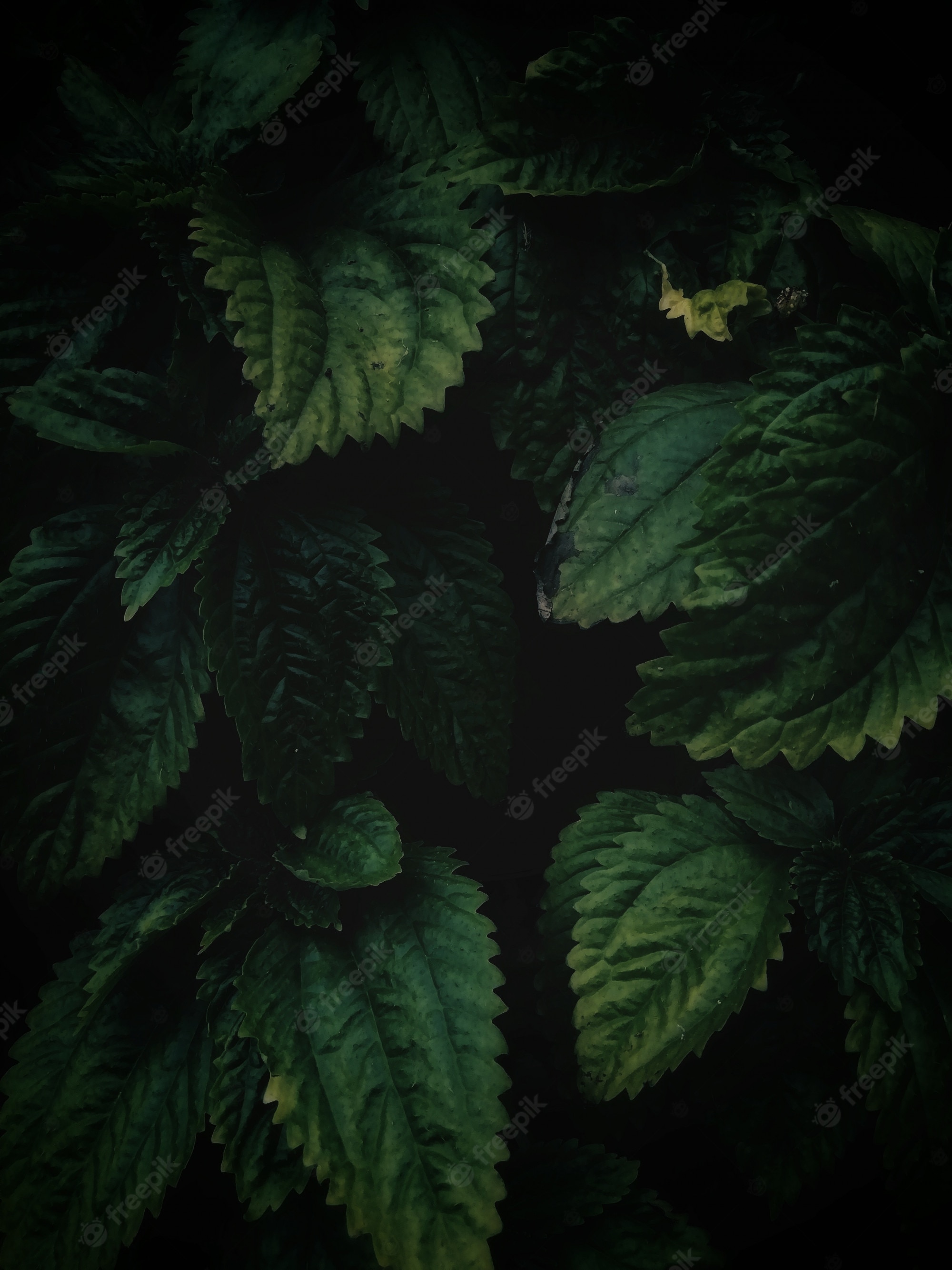 Dark Hd Minimal Forest Wallpapers