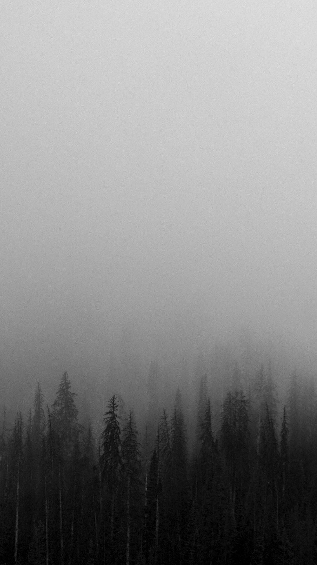 Dark Hd Minimal Forest Wallpapers