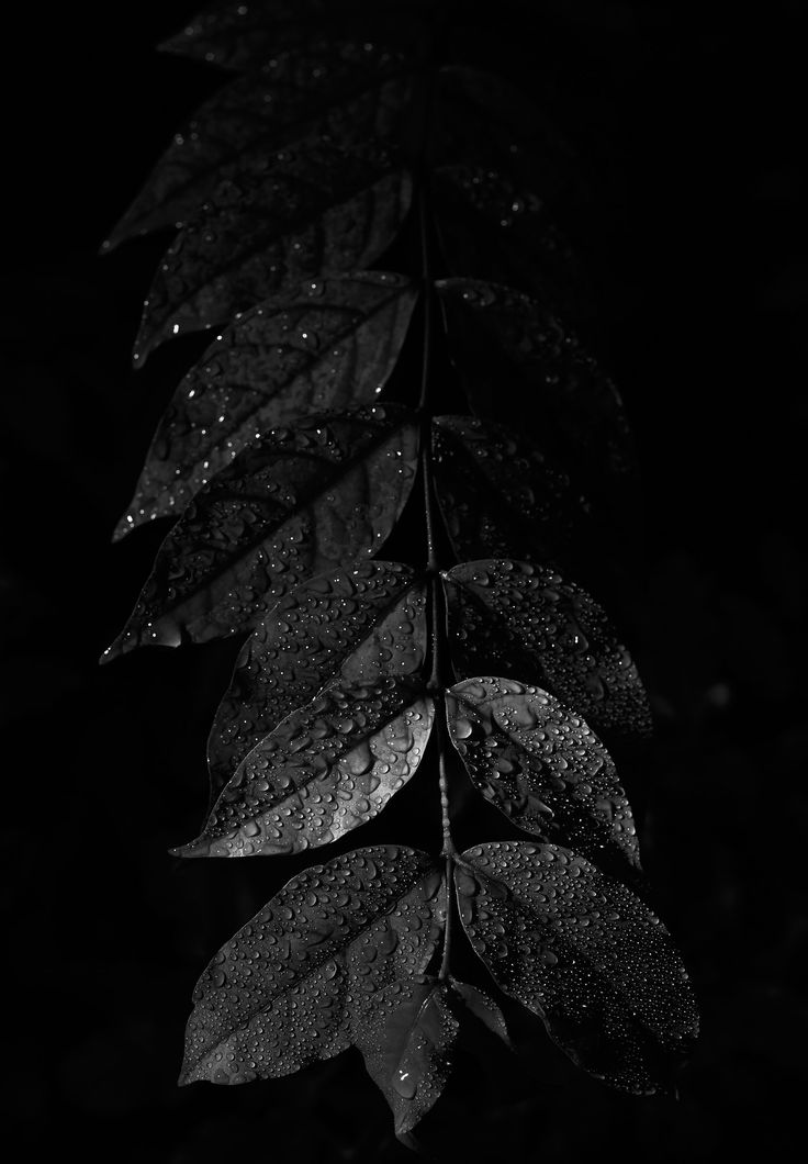 Dark Leaf Wallpapers