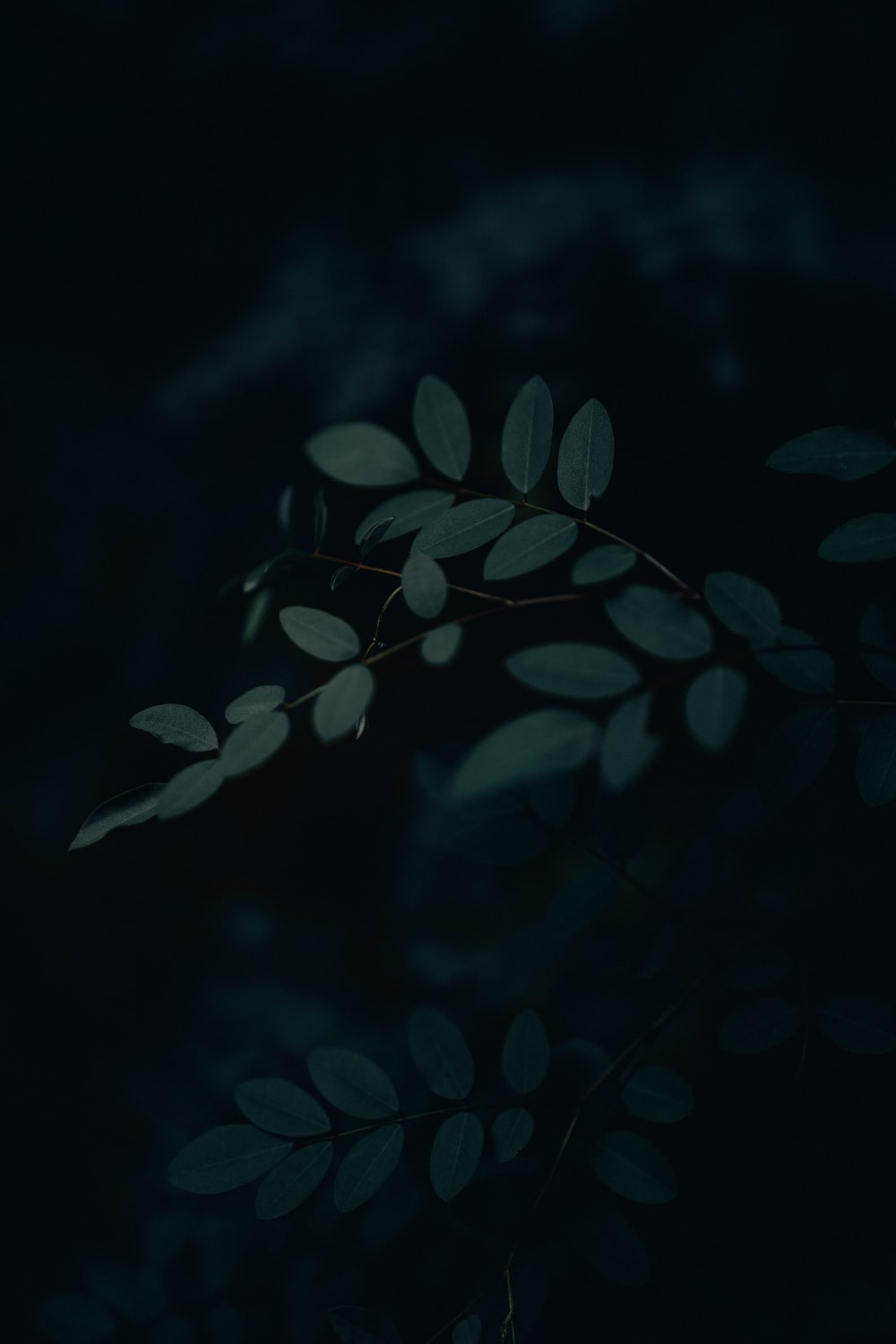 Dark Leaf Wallpapers