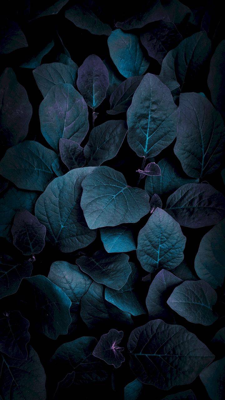 Dark Leaf Wallpapers