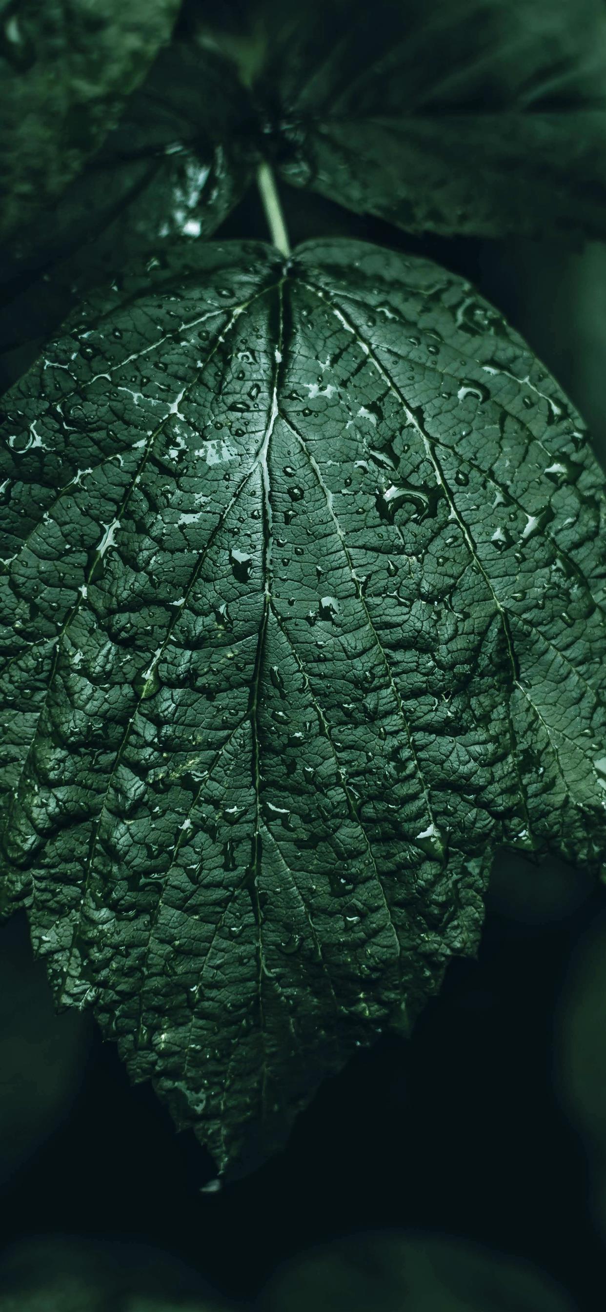 Dark Leaf Wallpapers