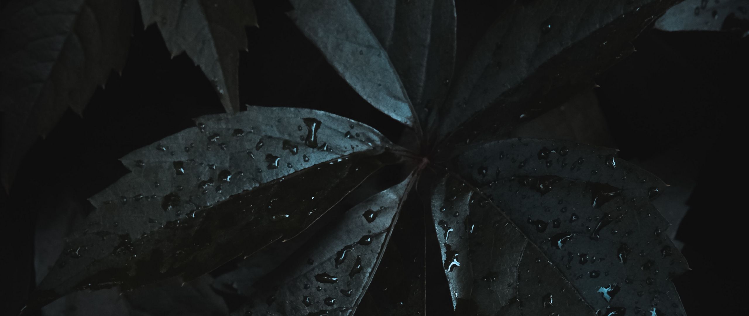 Dark Leaf Wallpapers