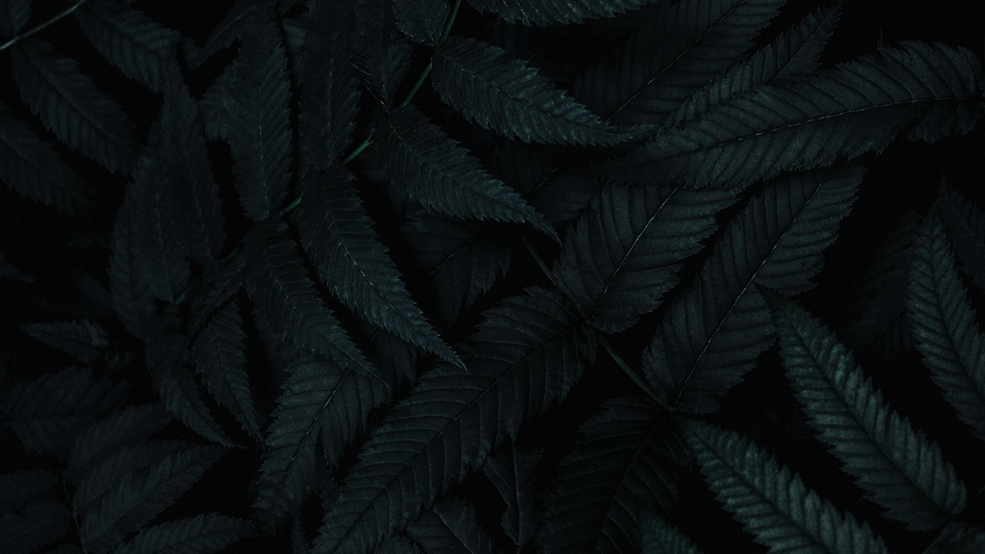 Dark Leaf Wallpapers