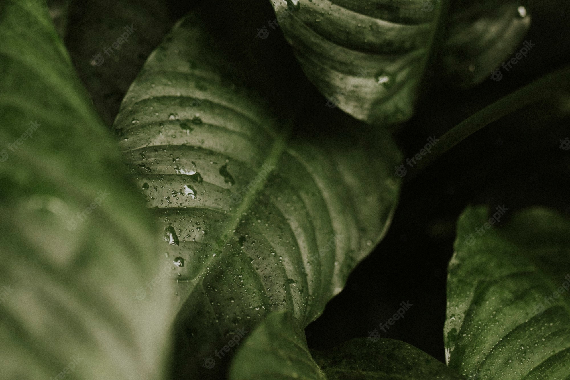 Dark Leaves Aesthetic Wallpapers