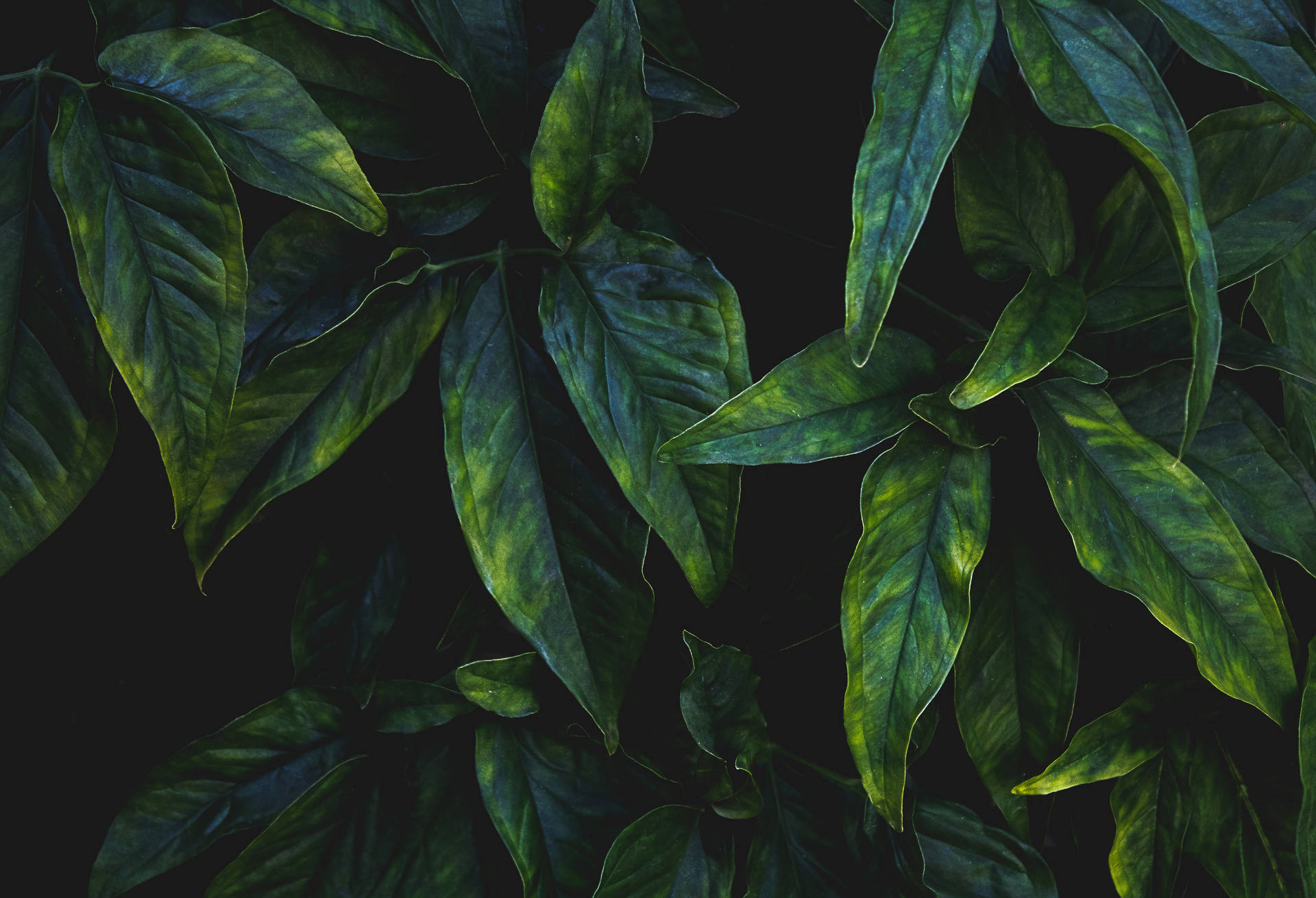 Dark Leaves Aesthetic Wallpapers