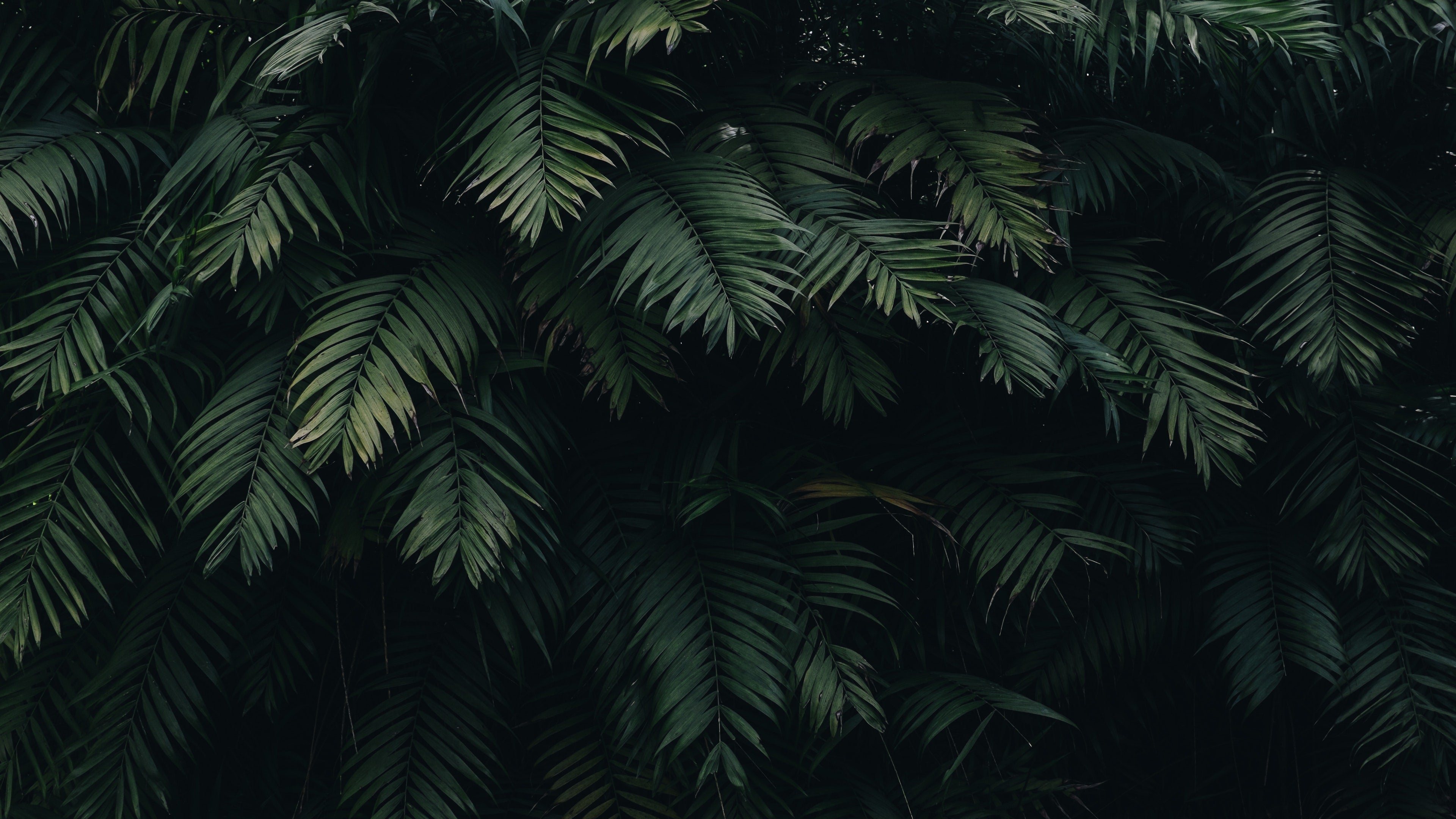 Dark Leaves Aesthetic Wallpapers