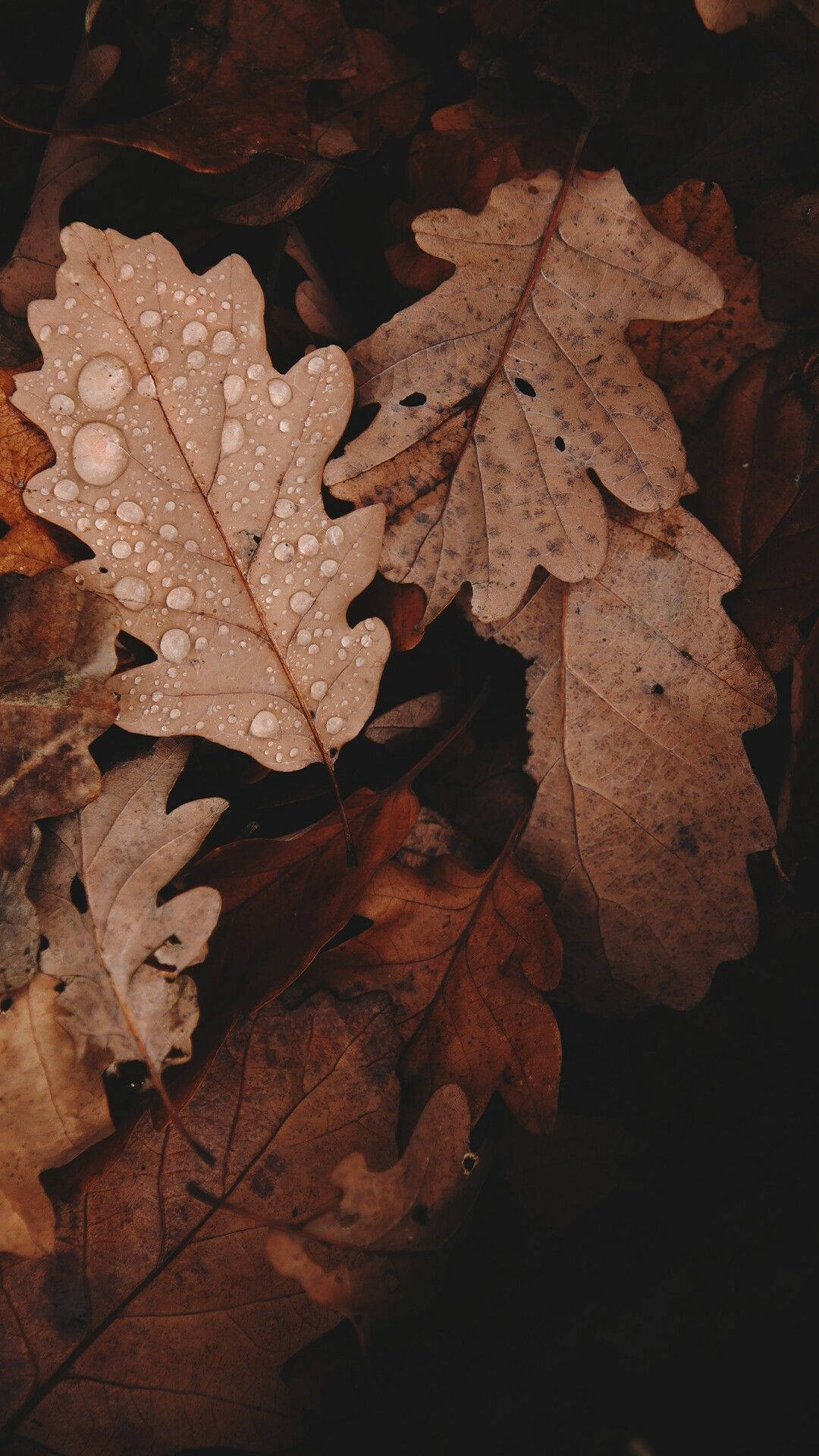 Dark Leaves Aesthetic Wallpapers