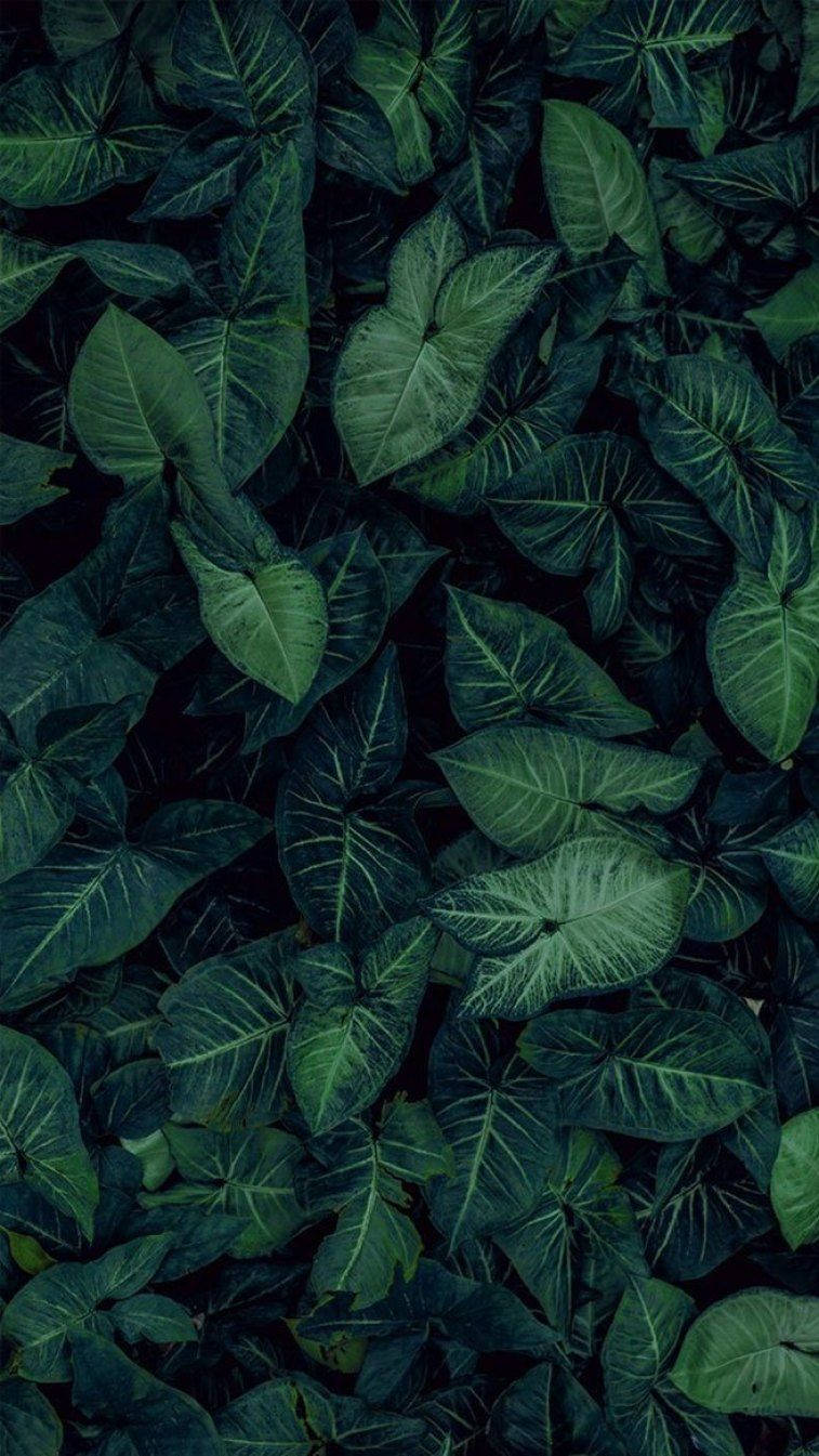 Dark Leaves Aesthetic Wallpapers