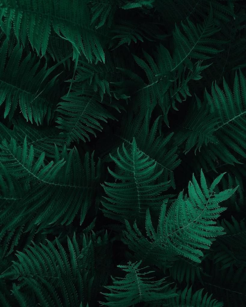 Dark Leaves Aesthetic Wallpapers