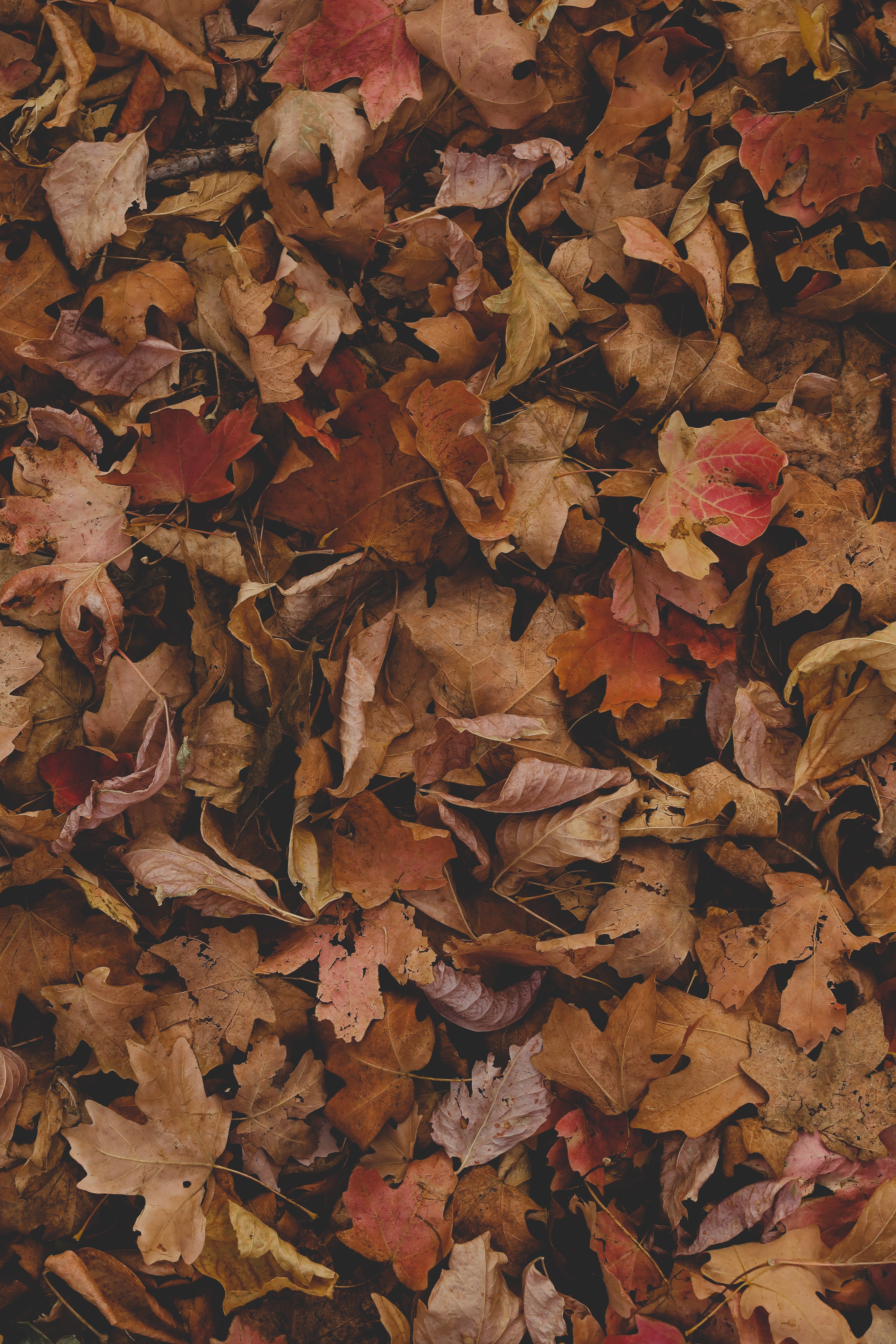 Dark Leaves Aesthetic Wallpapers