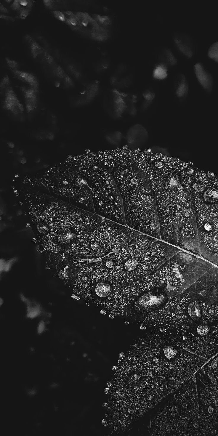 Dark Leaves Aesthetic Wallpapers