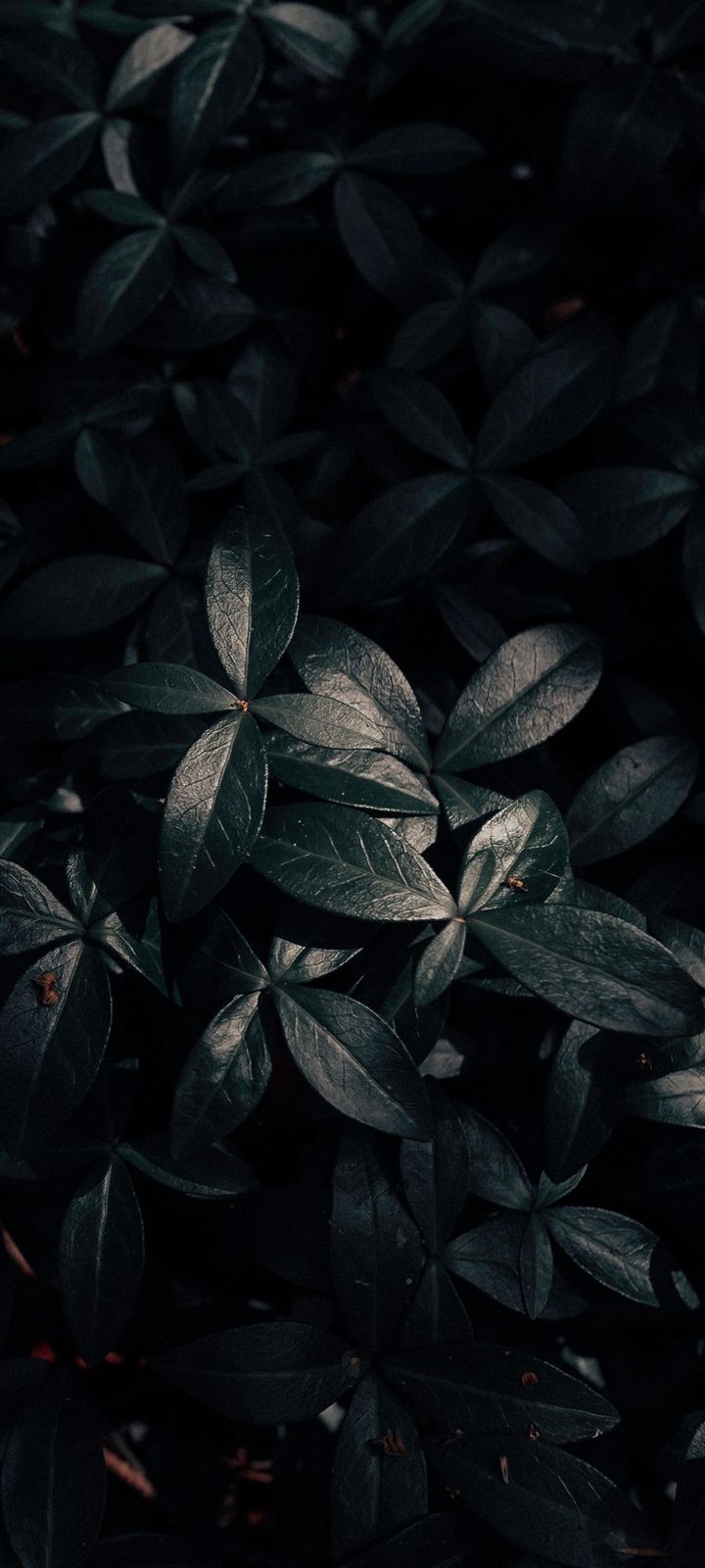 Dark Leaves Wallpapers