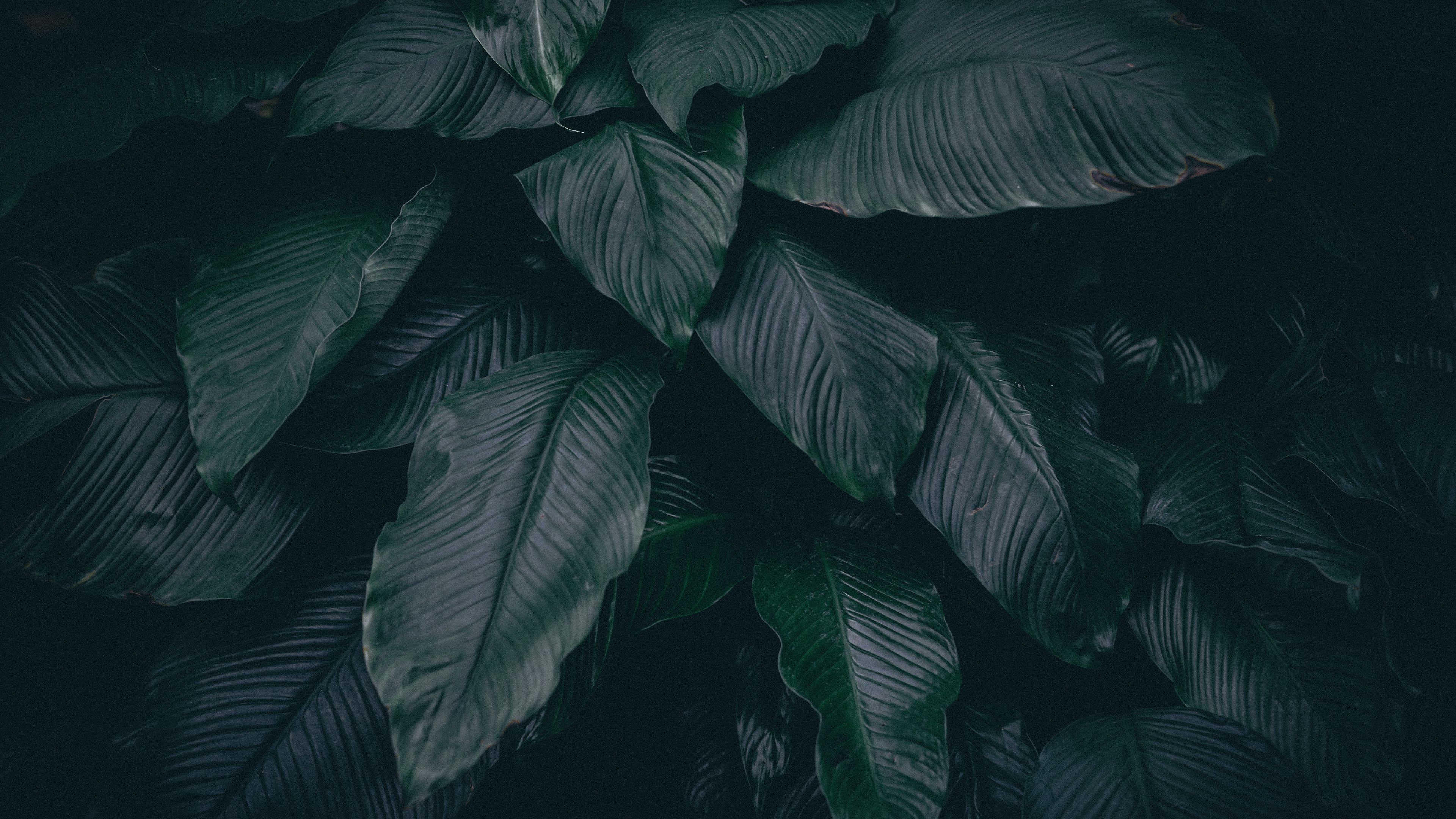 Dark Leaves Wallpapers