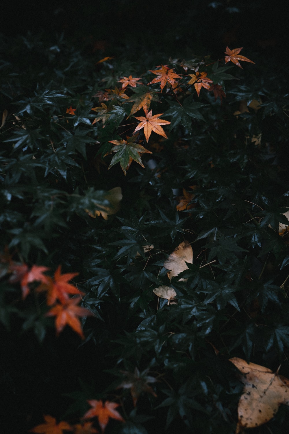 Dark Leaves Wallpapers