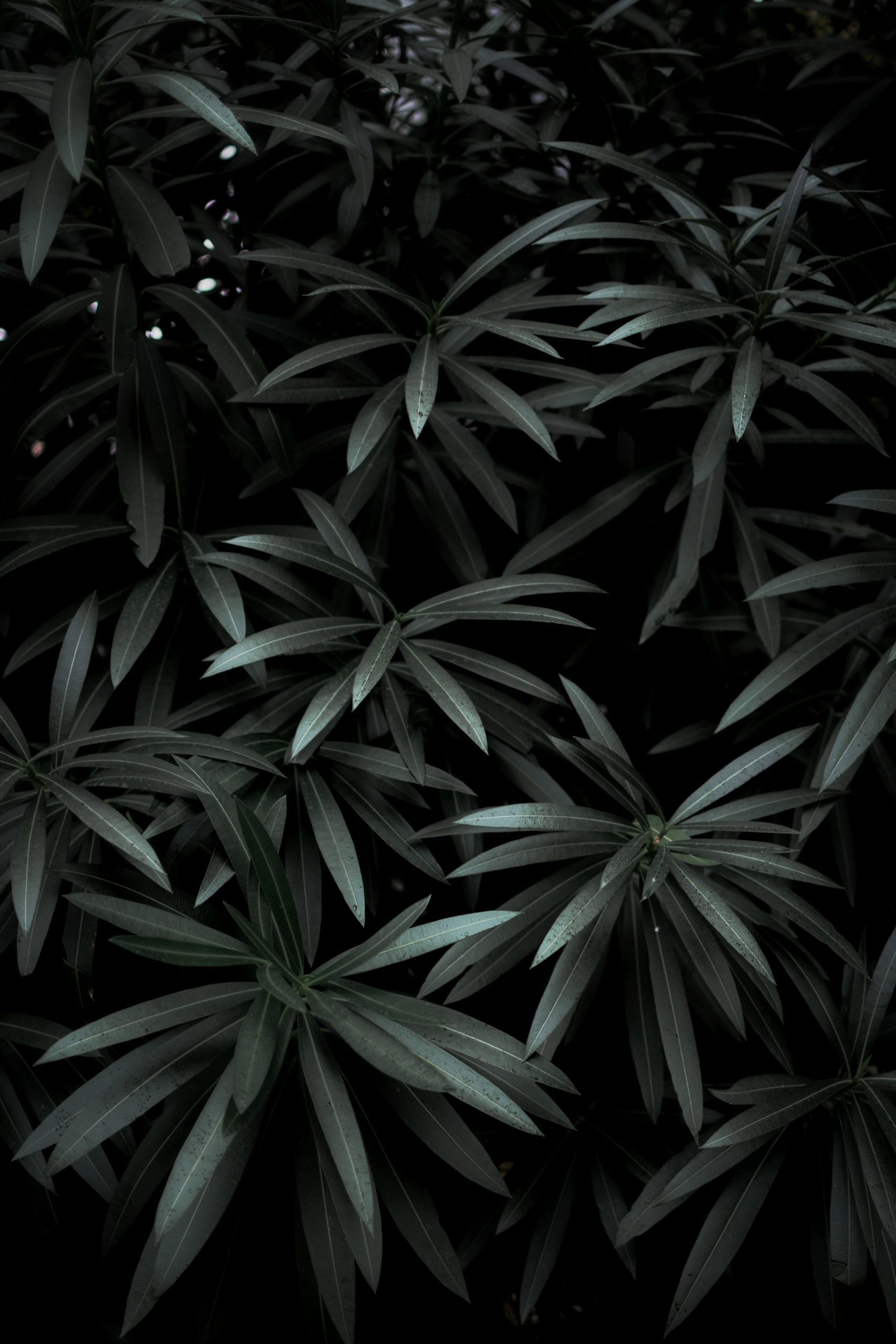 Dark Leaves Wallpapers