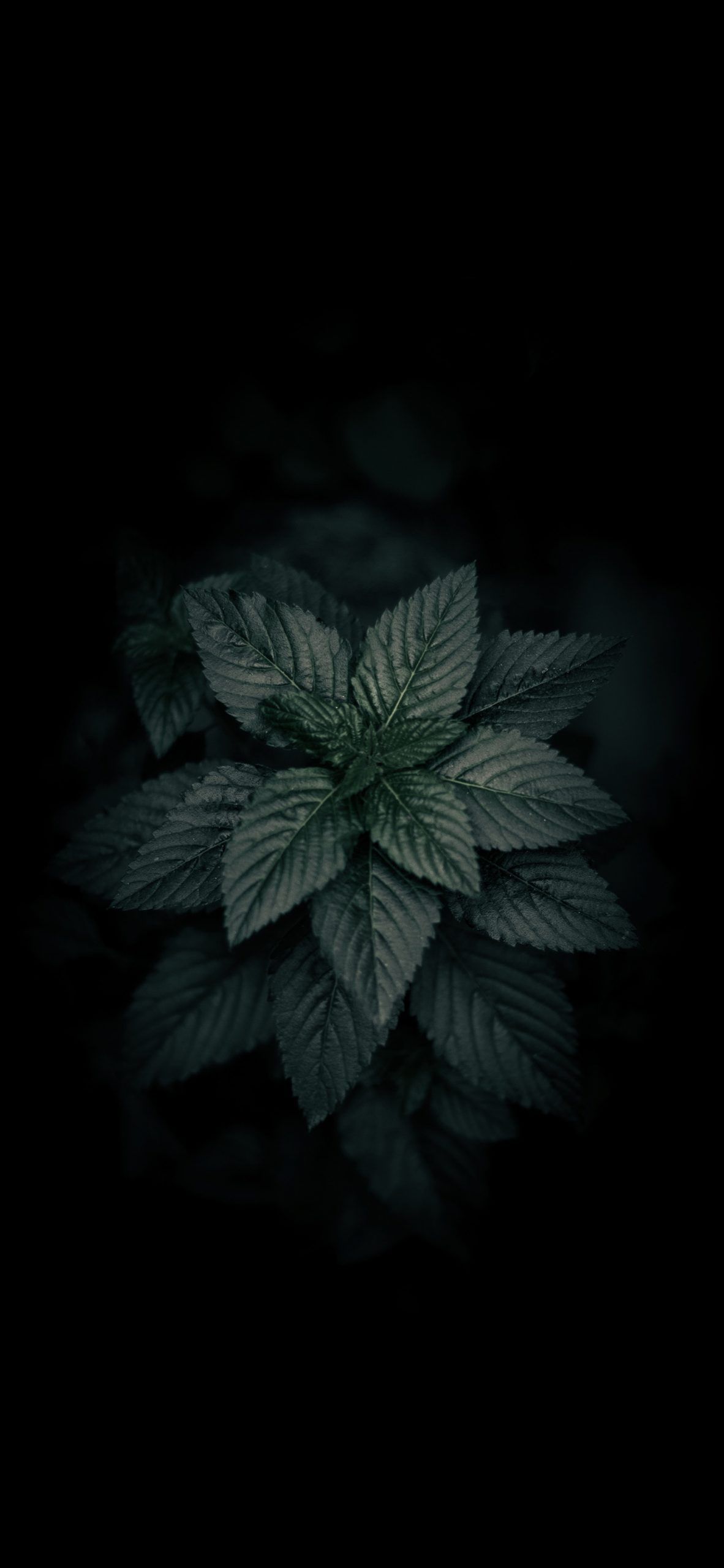 Dark Leaves Wallpapers