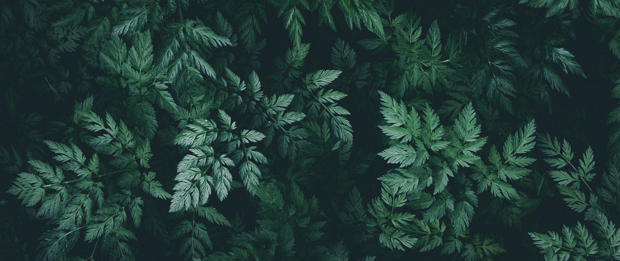 Dark Leaves Wallpapers