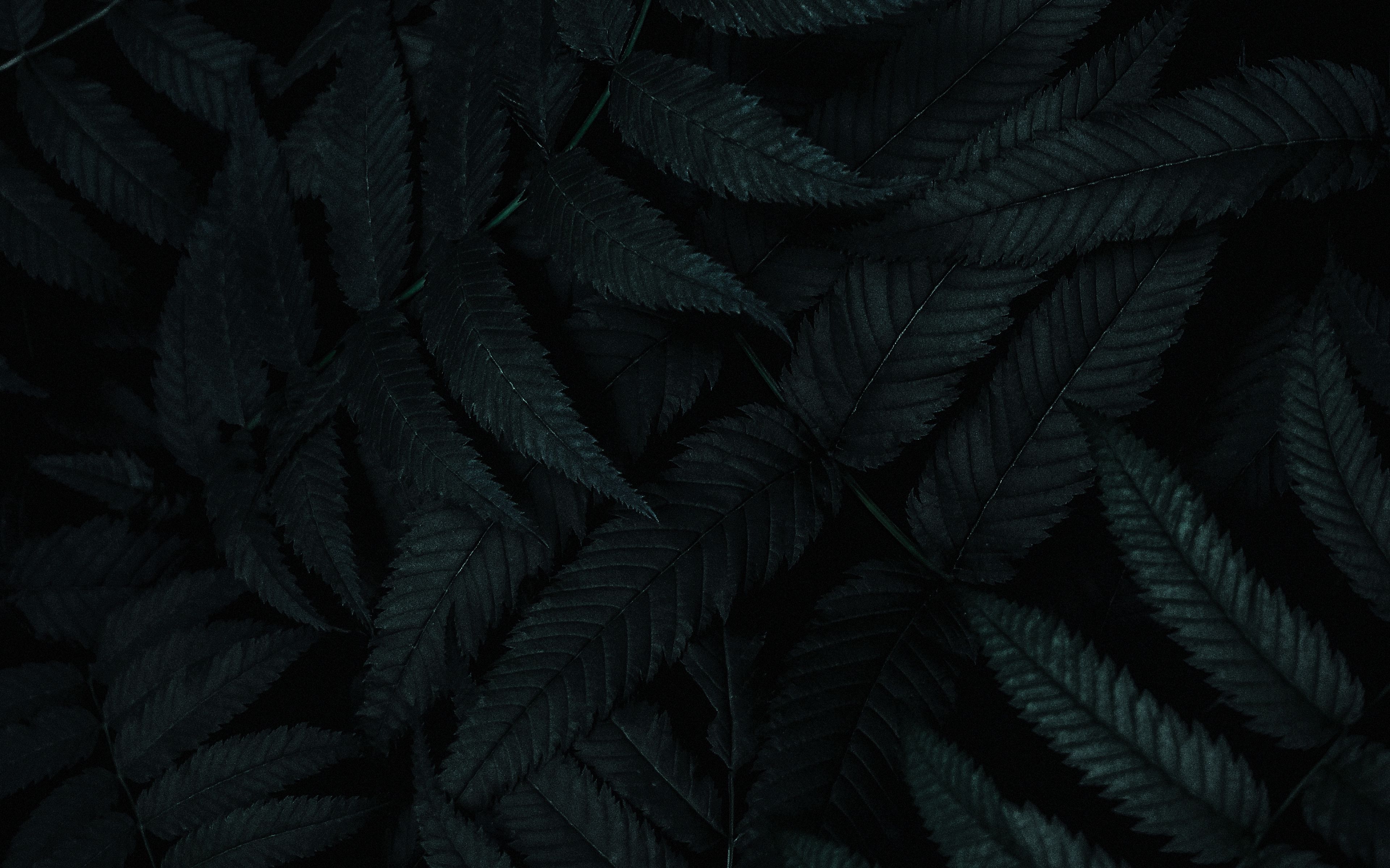 Dark Leaves Wallpapers