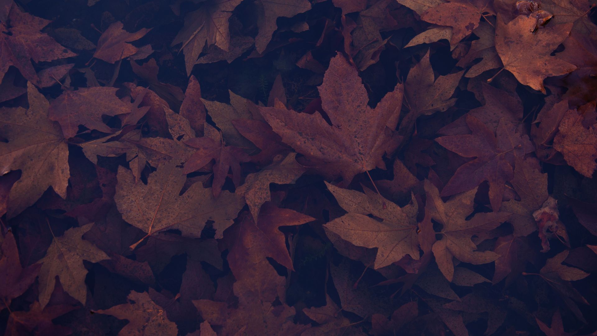 Dark Leaves Wallpapers