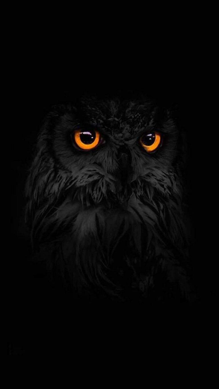 Dark Owl Wallpapers