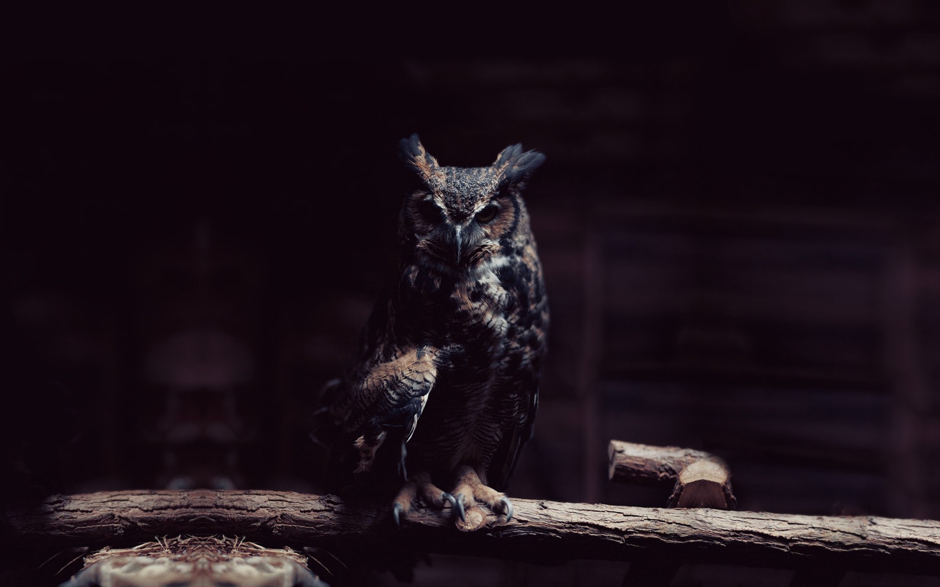 Dark Owl Wallpapers