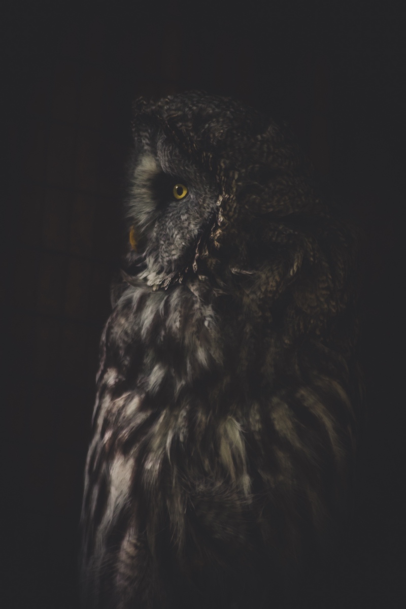 Dark Owl Wallpapers