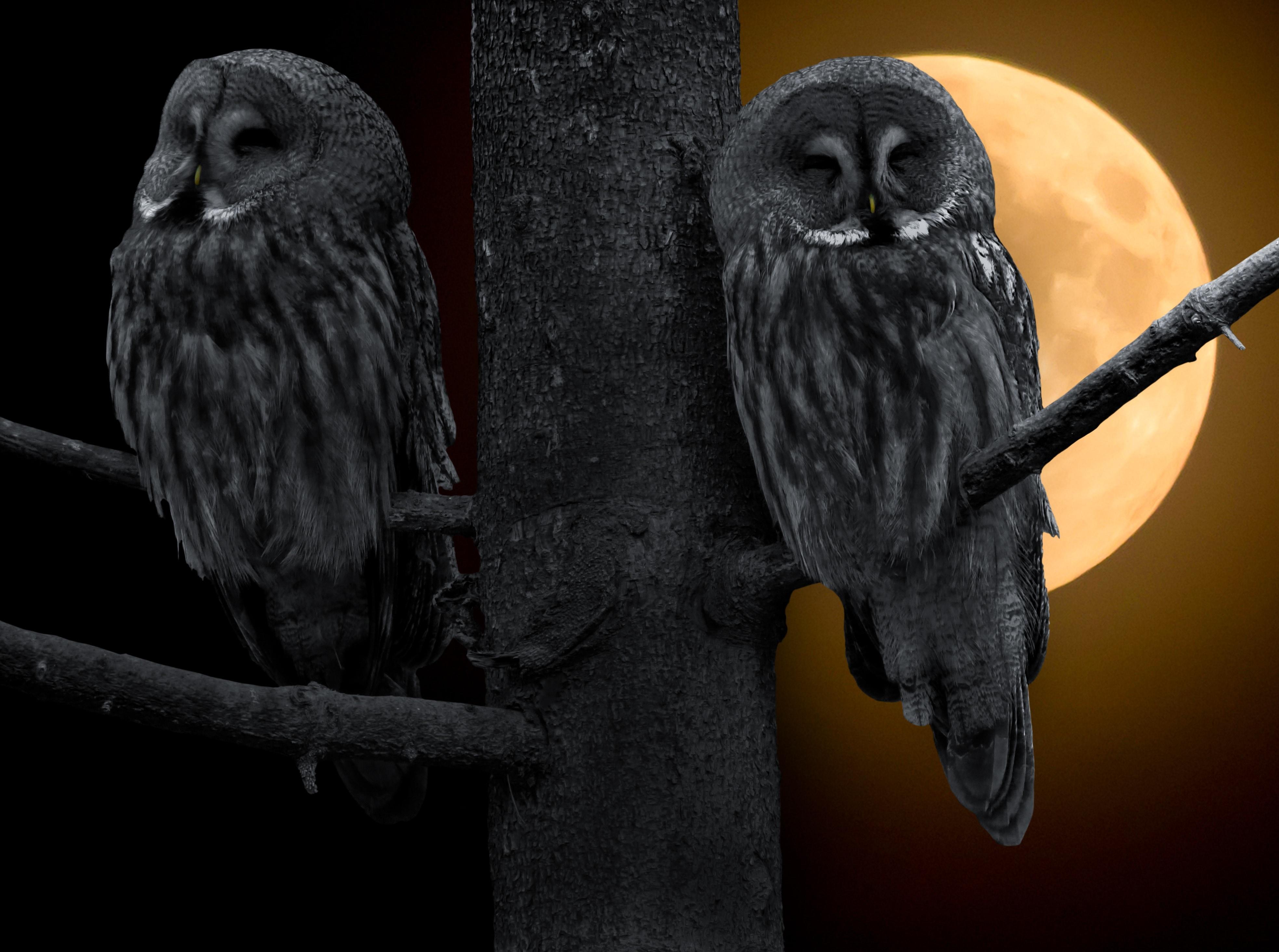 Dark Owl Wallpapers