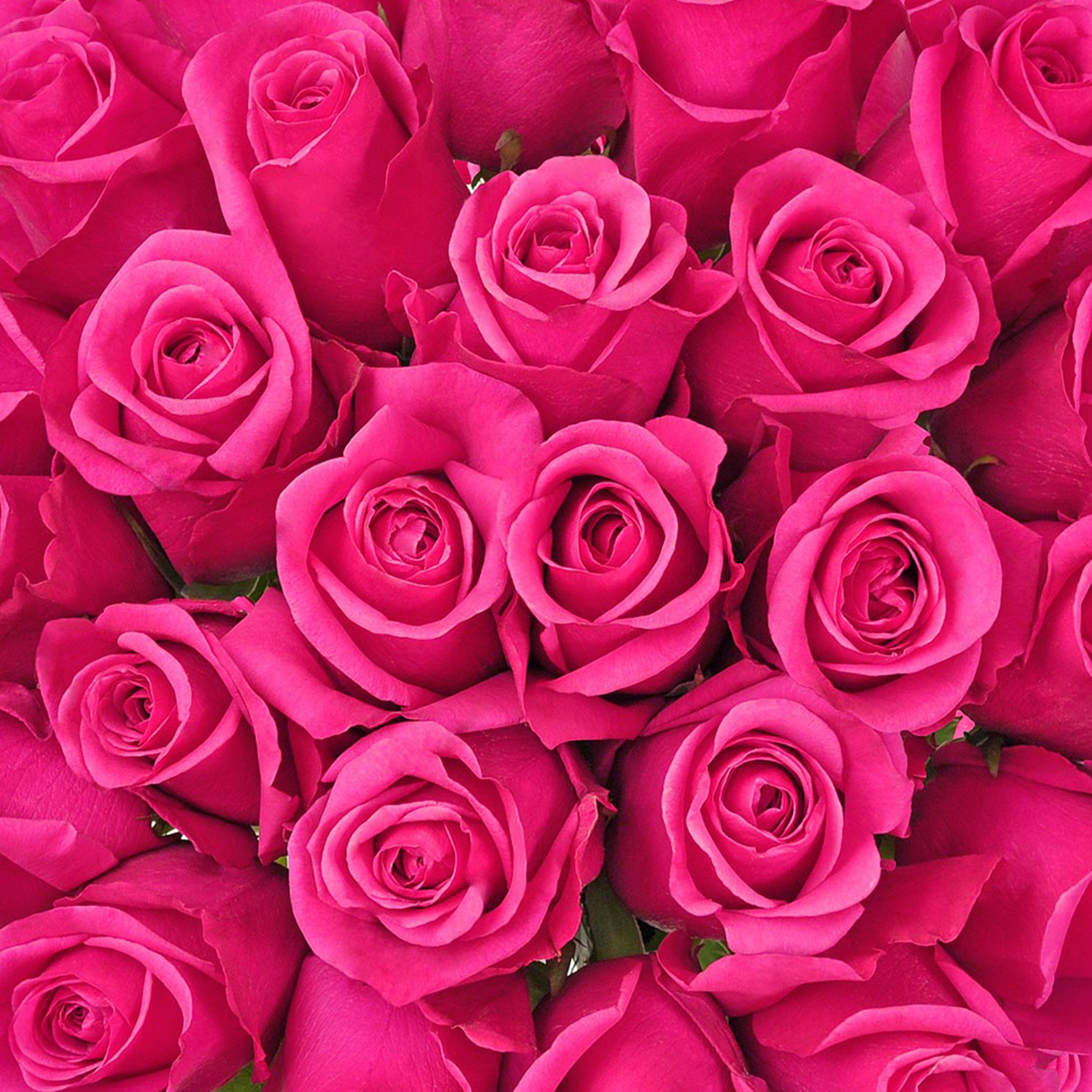 Dark Pink Roses Wallpapers