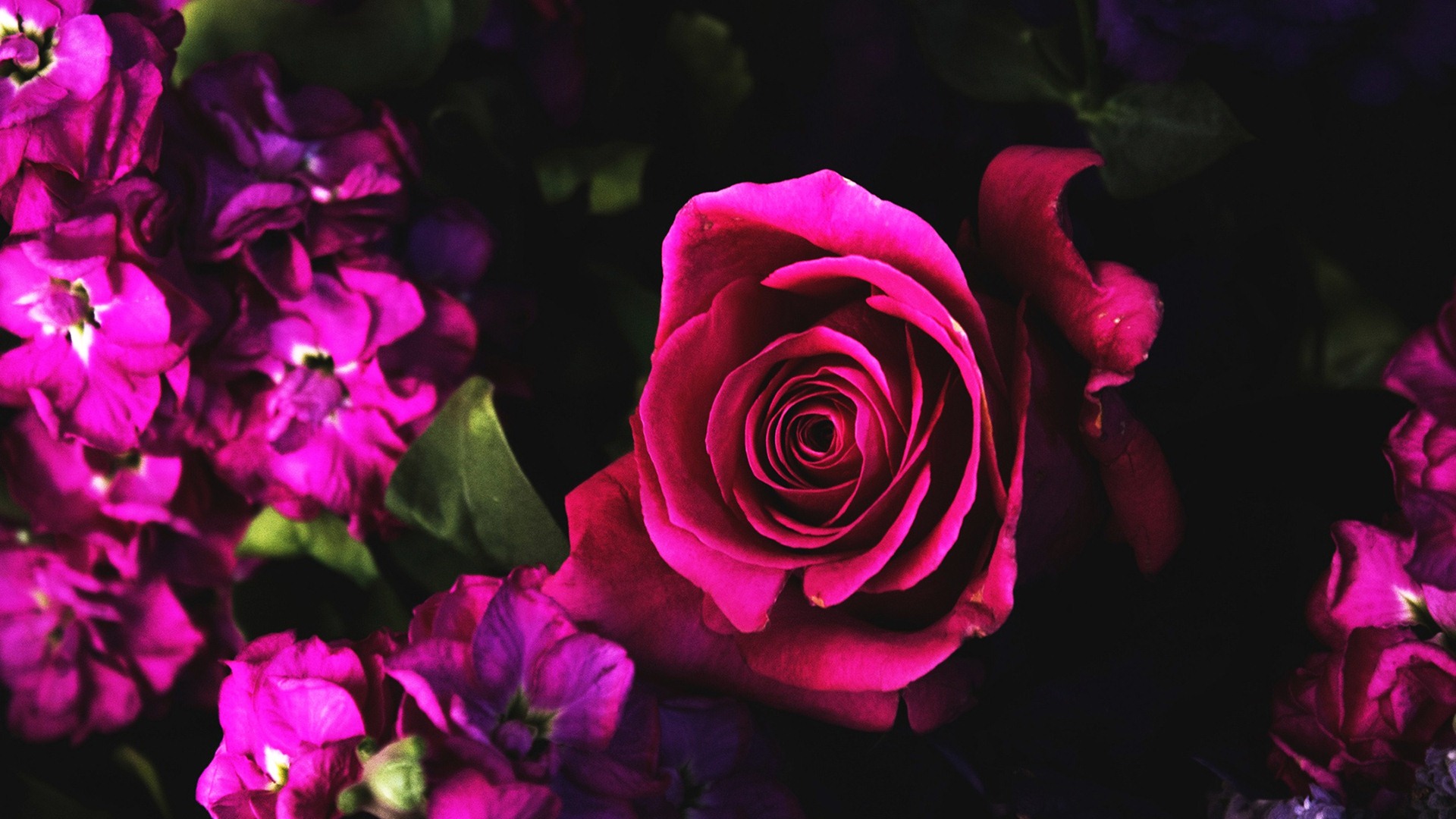 Dark Pink Roses Wallpapers