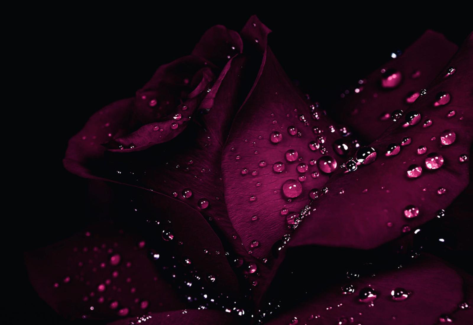 Dark Pink Roses Wallpapers