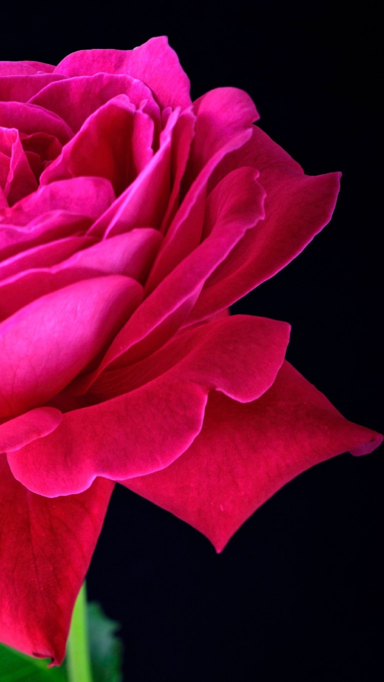 Dark Pink Roses Wallpapers