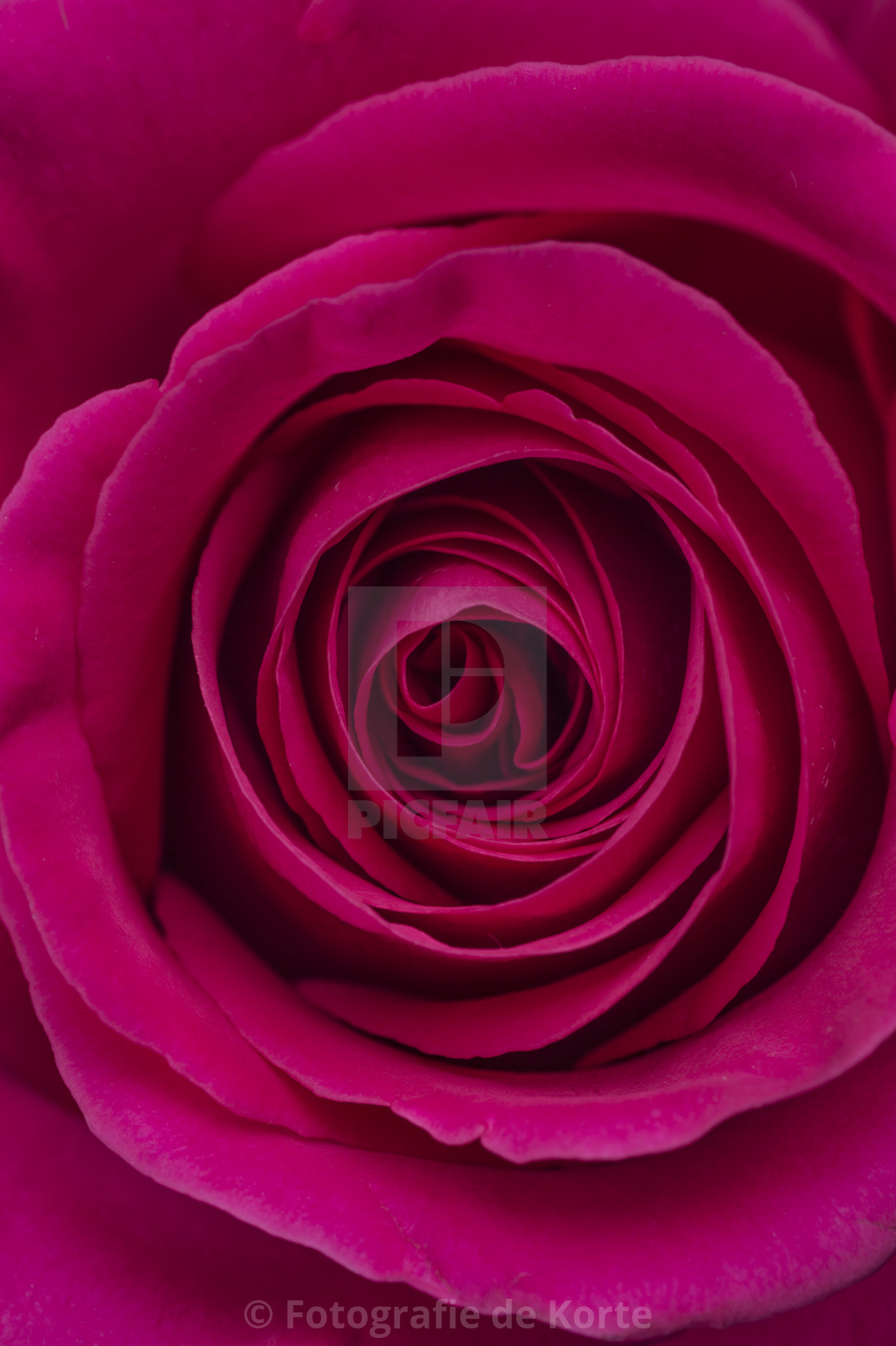 Dark Pink Roses Wallpapers