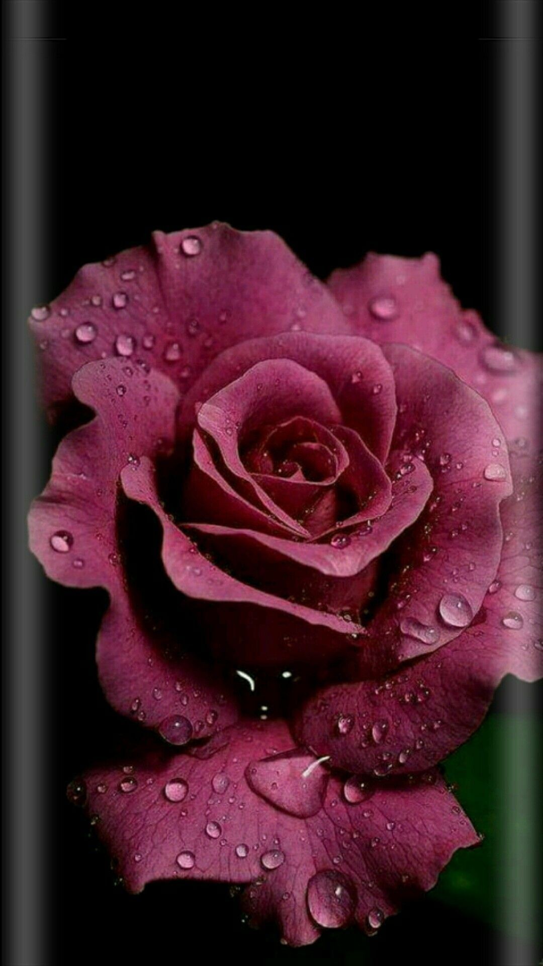 Dark Pink Roses Wallpapers