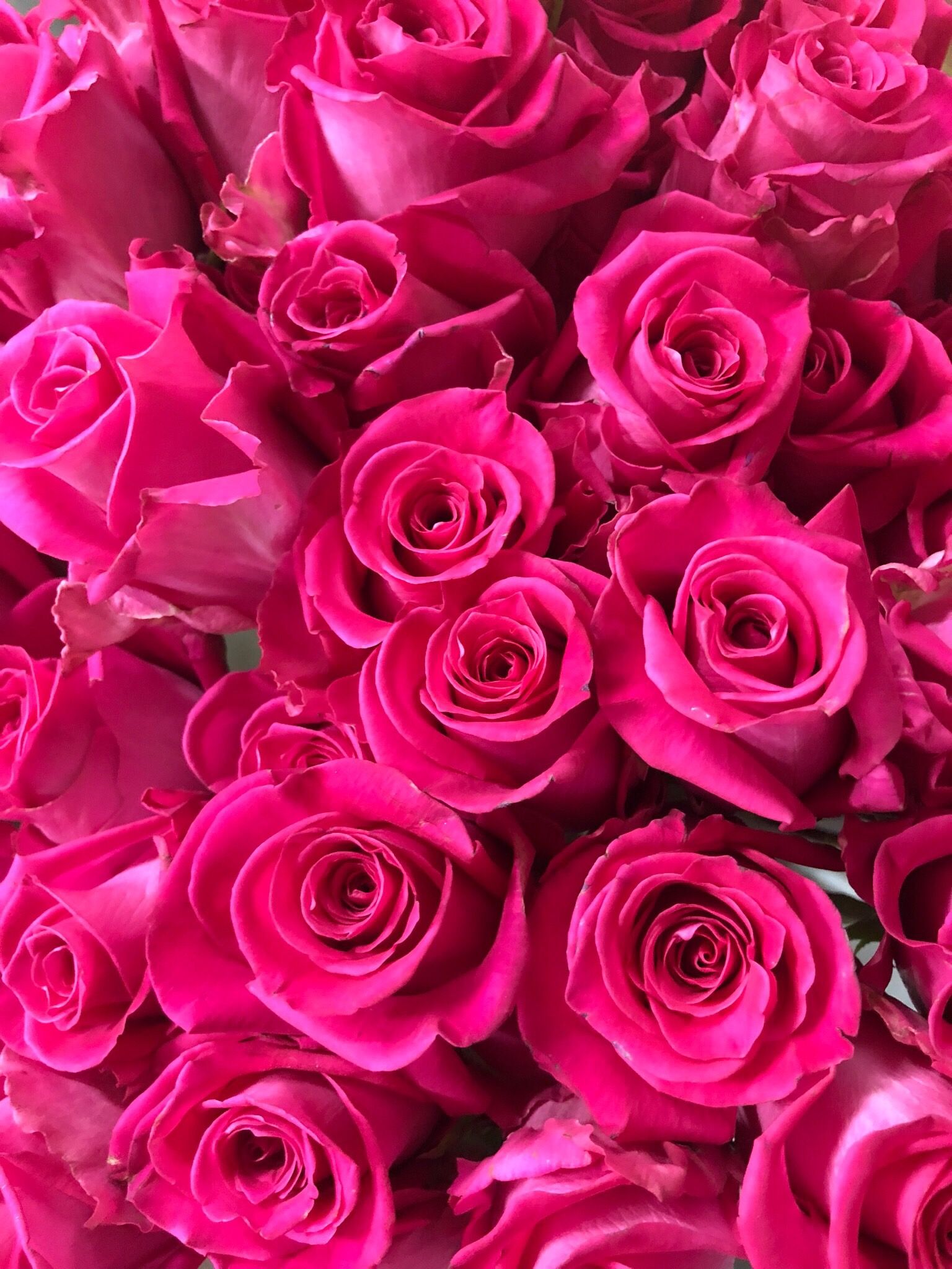 Dark Pink Roses Wallpapers