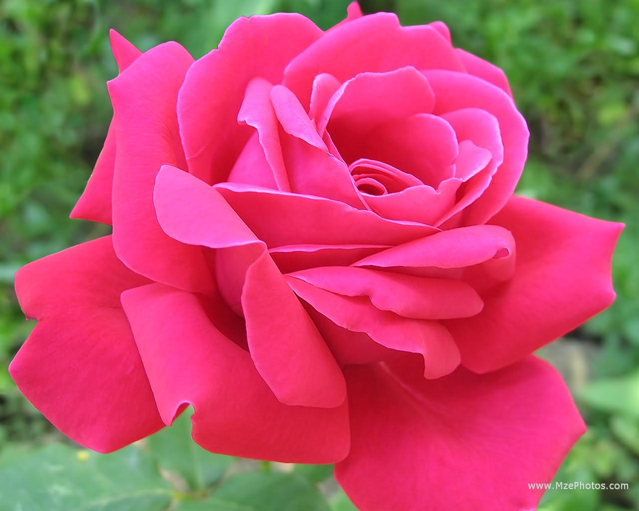 Dark Pink Roses Wallpapers