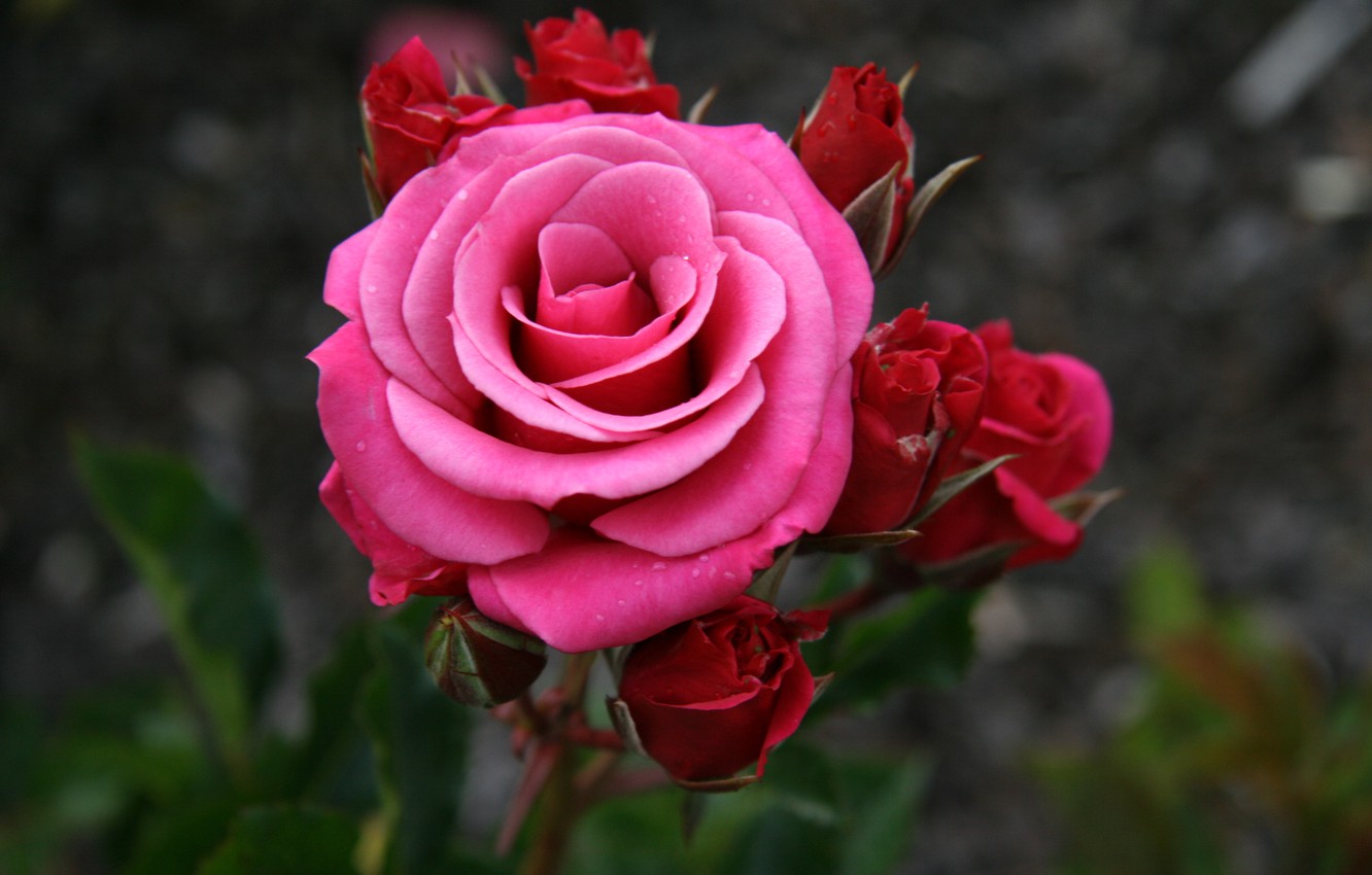 Dark Pink Roses Wallpapers