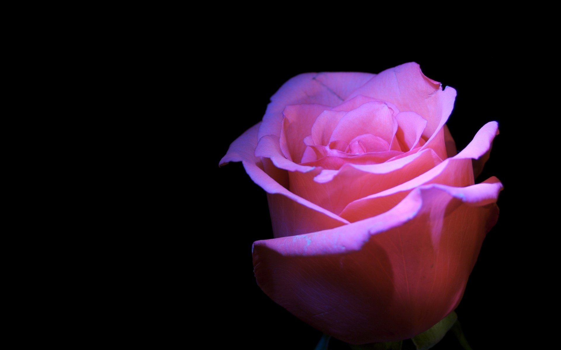 Dark Pink Roses Wallpapers