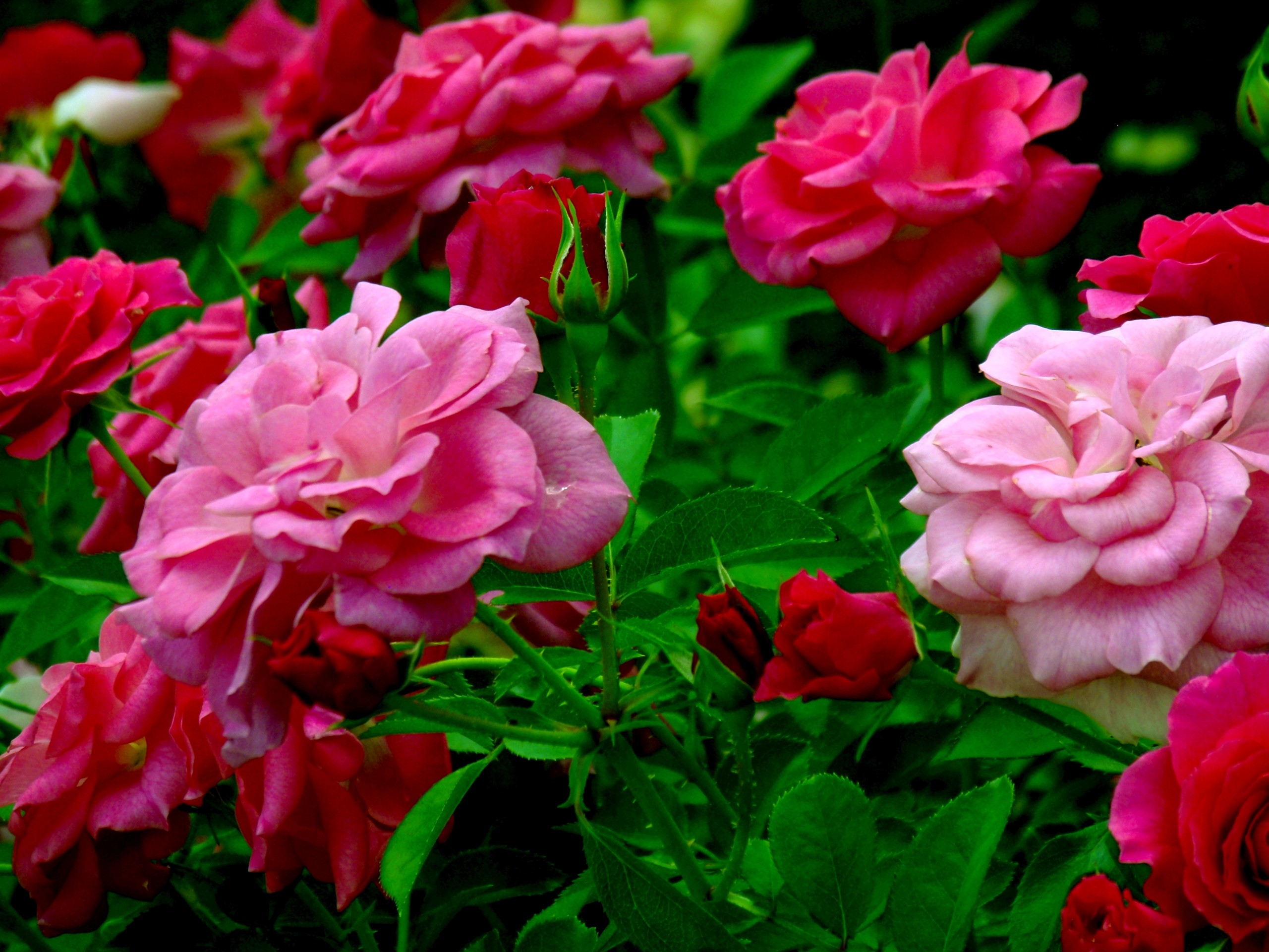 Dark Pink Roses Wallpapers