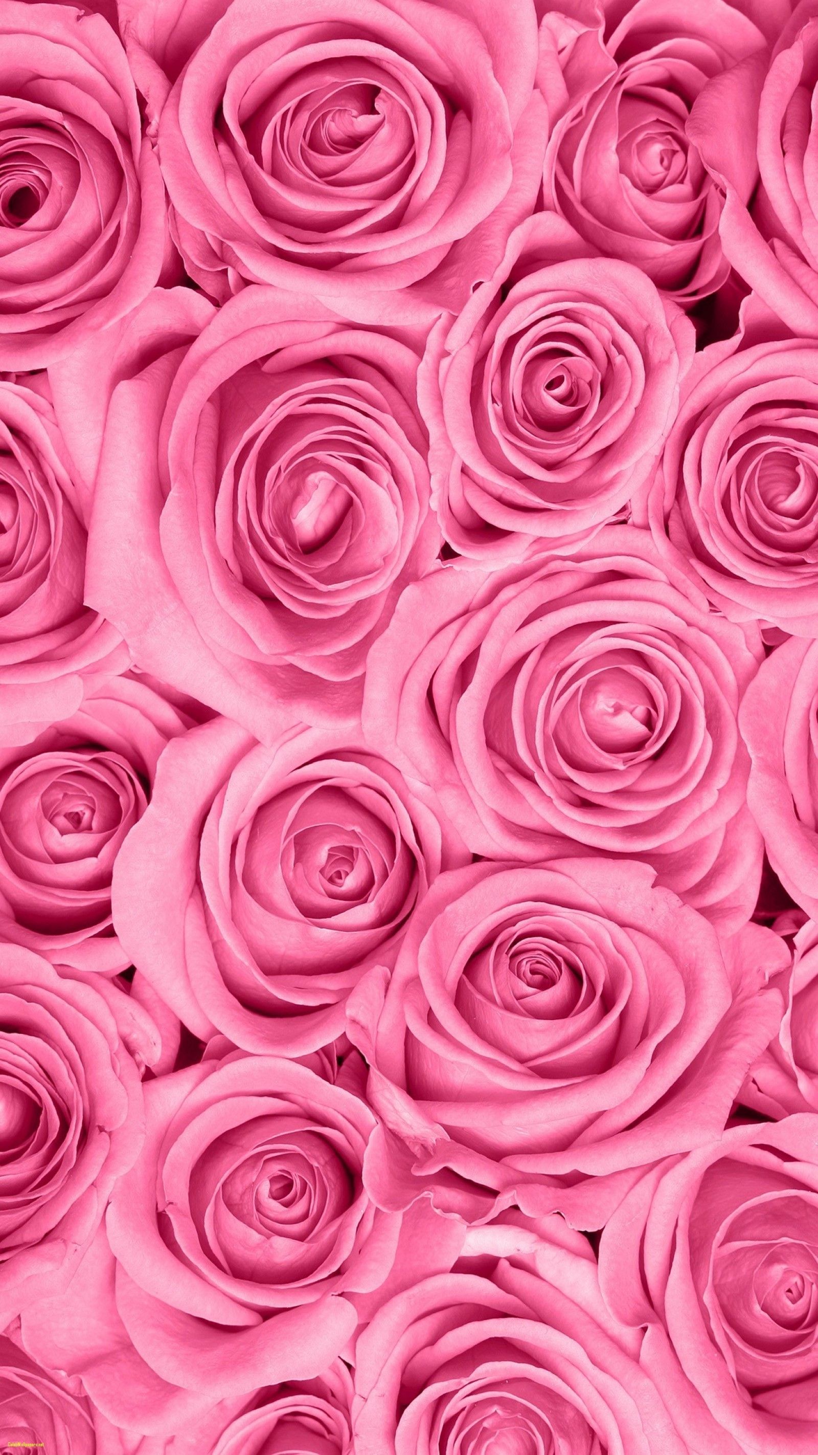 Dark Pink Roses Wallpapers