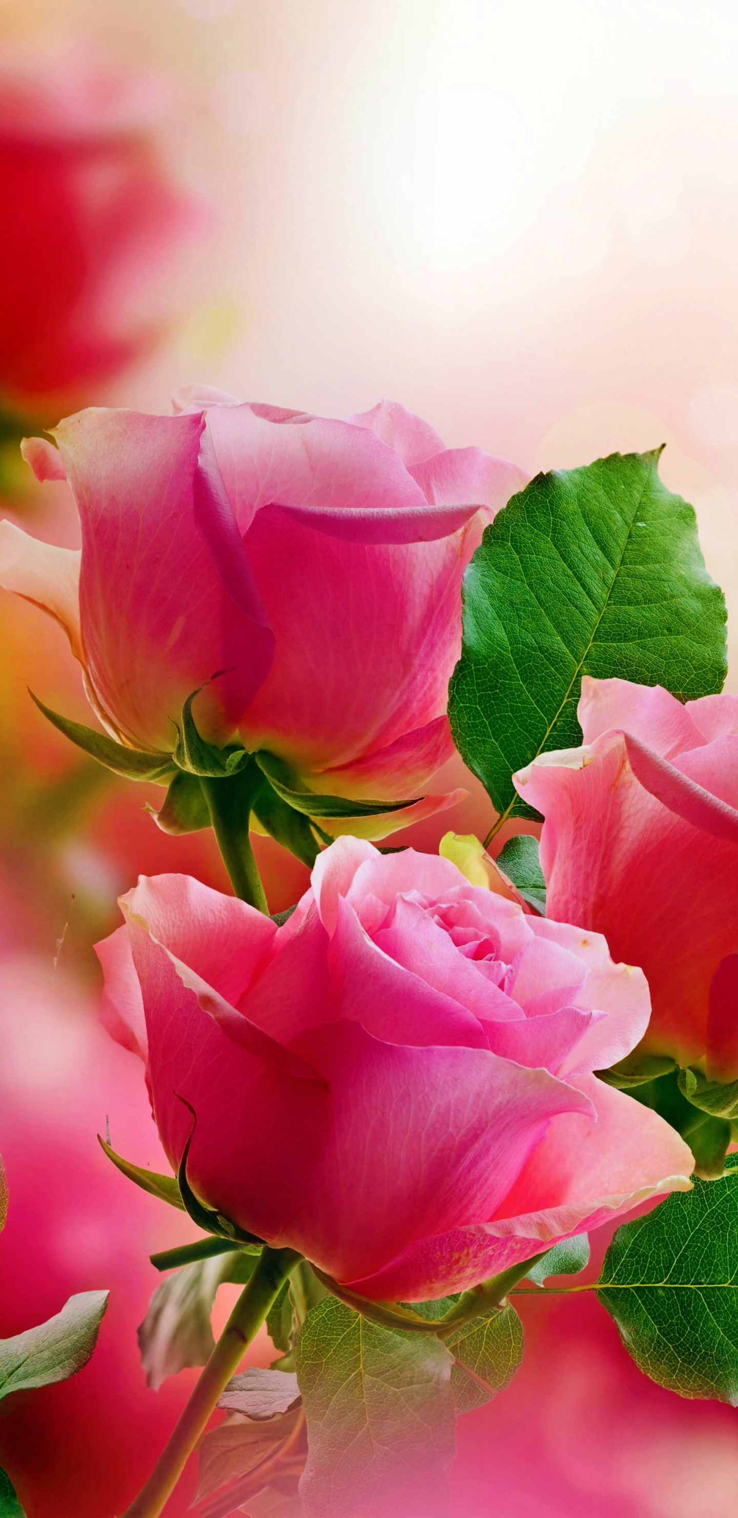 Dark Pink Roses Wallpapers