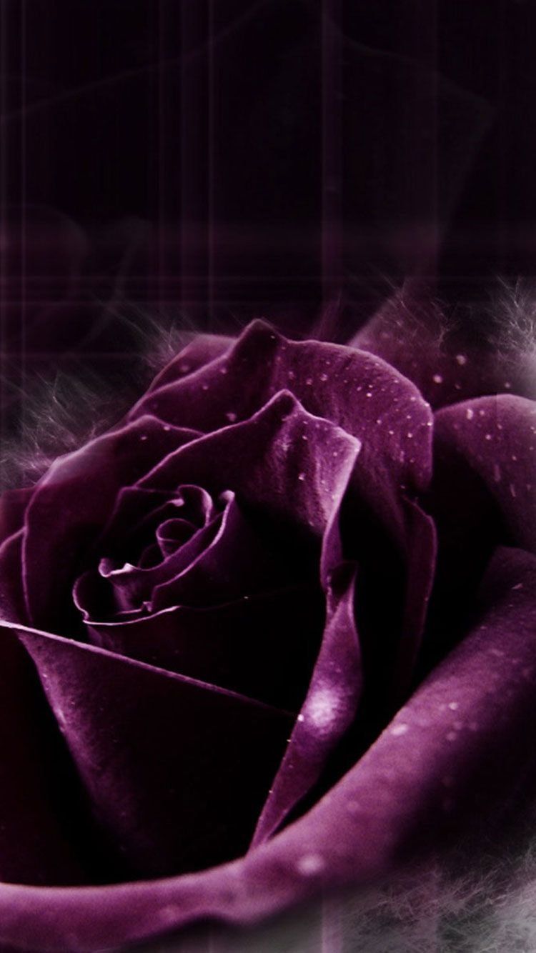 Dark Pink Roses Wallpapers