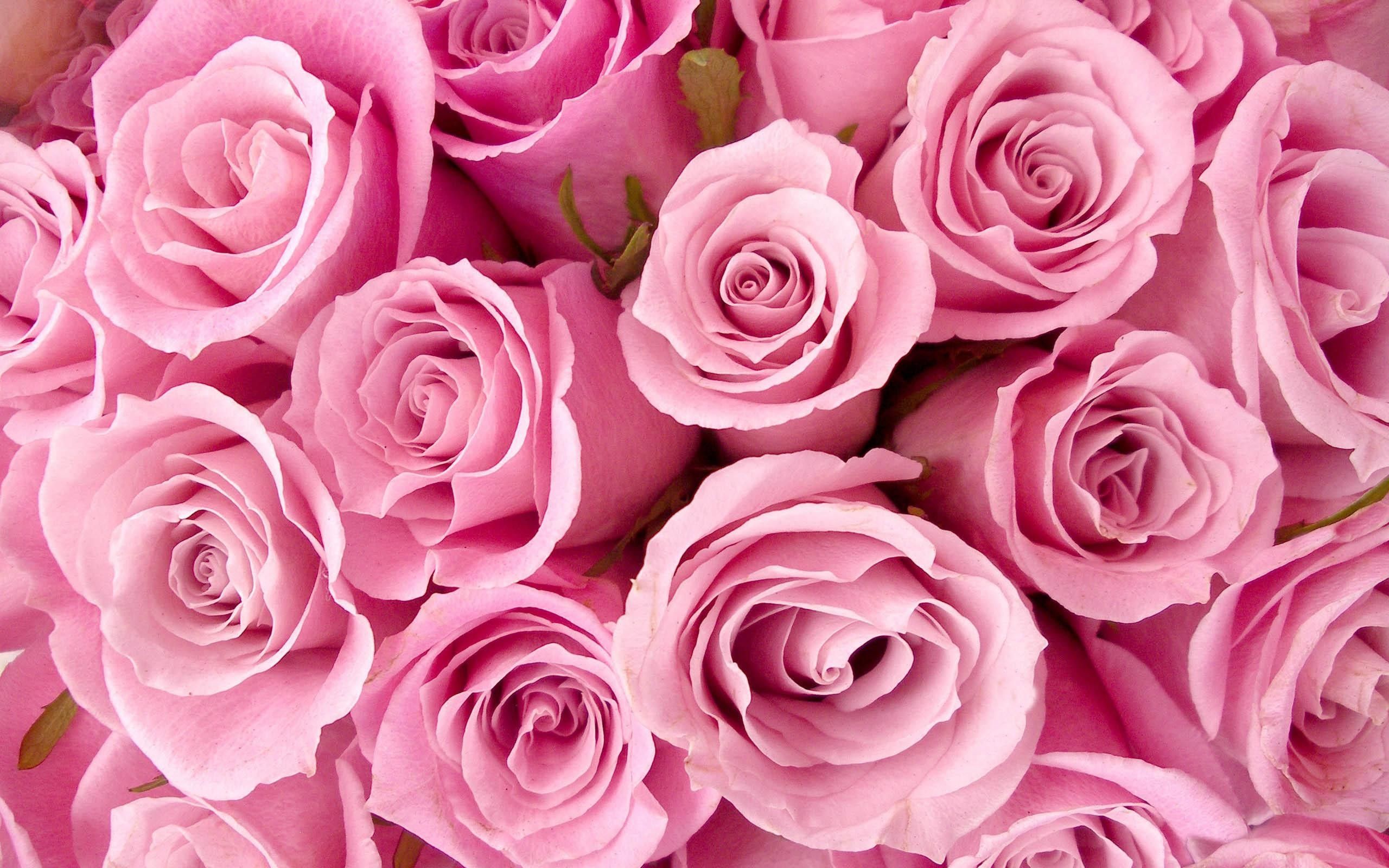 Dark Pink Roses Wallpapers