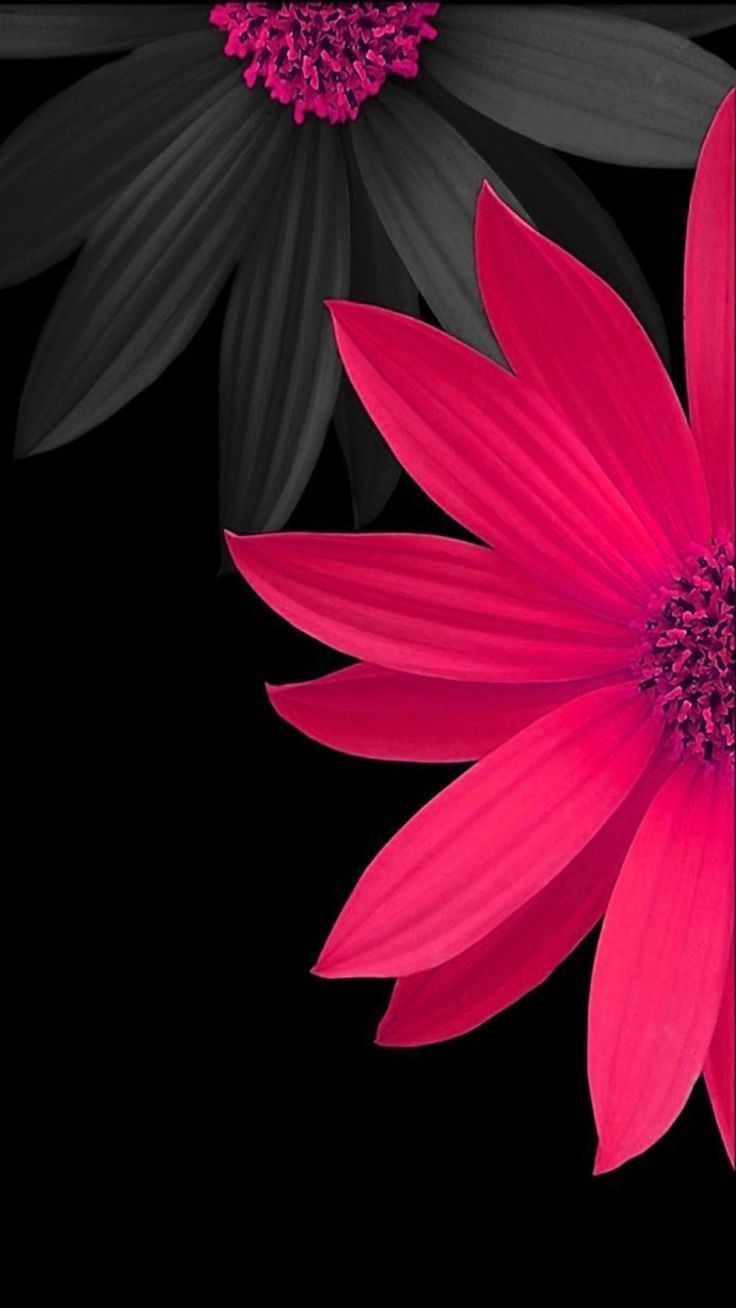 Dark Pink Roses Wallpapers