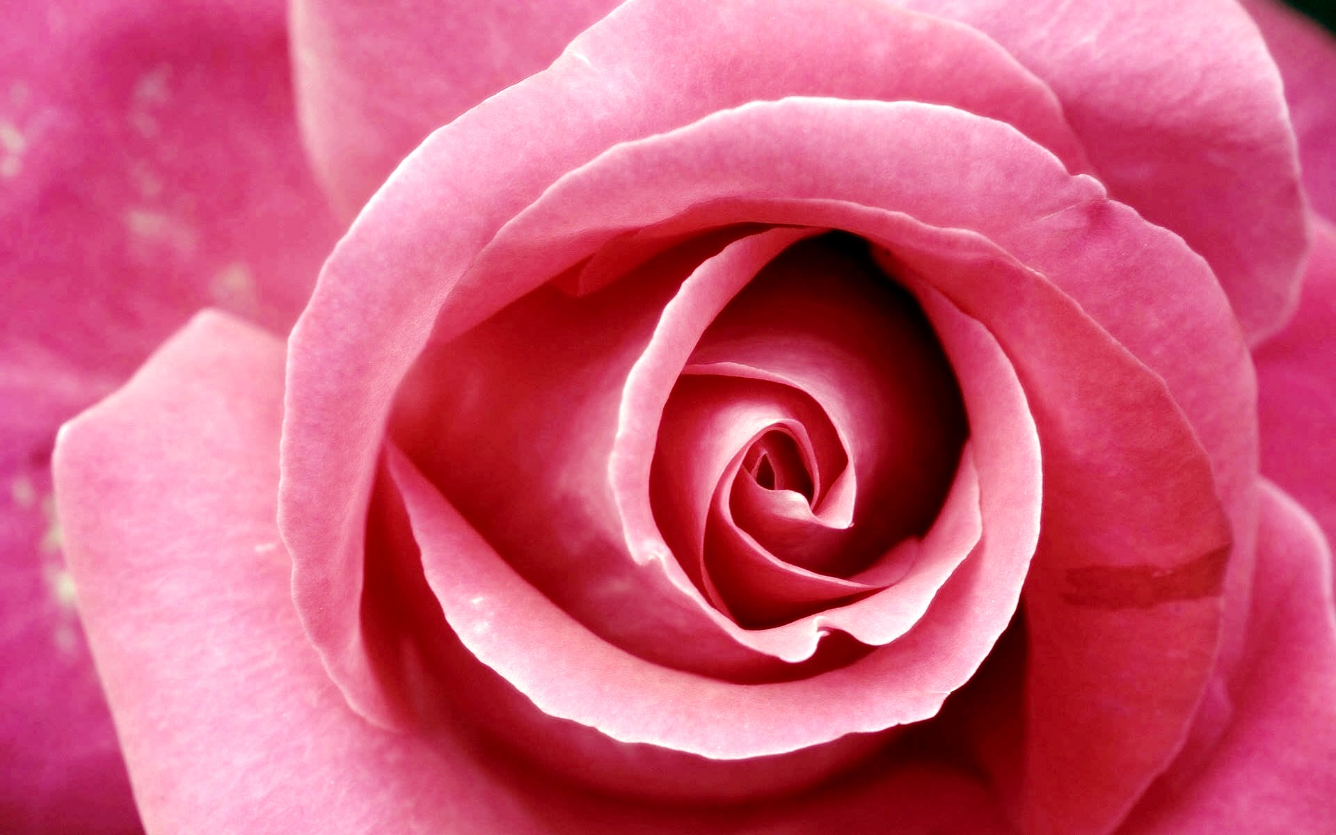 Dark Pink Roses Wallpapers