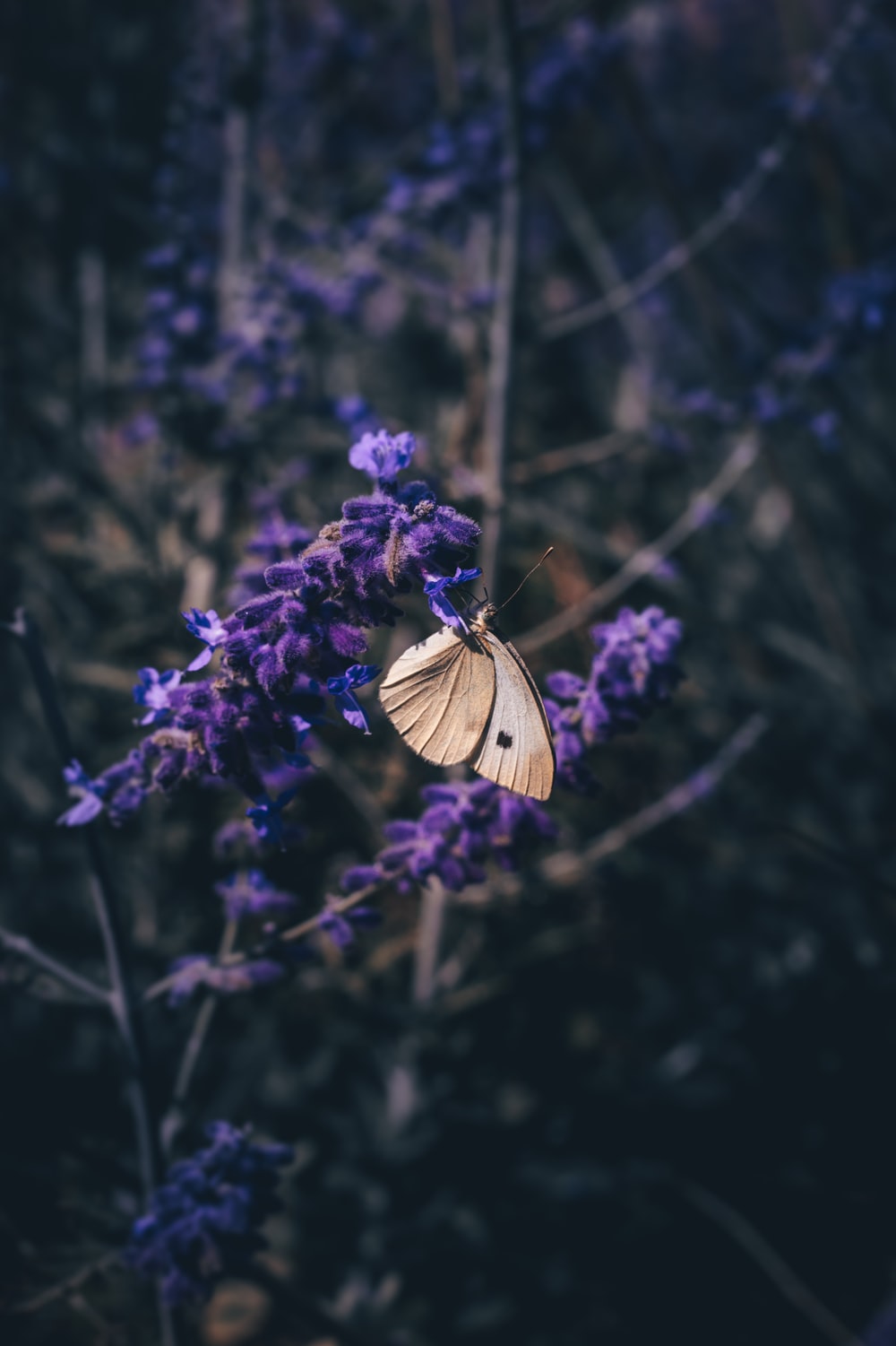 Dark Purple Butterfly Wallpapers